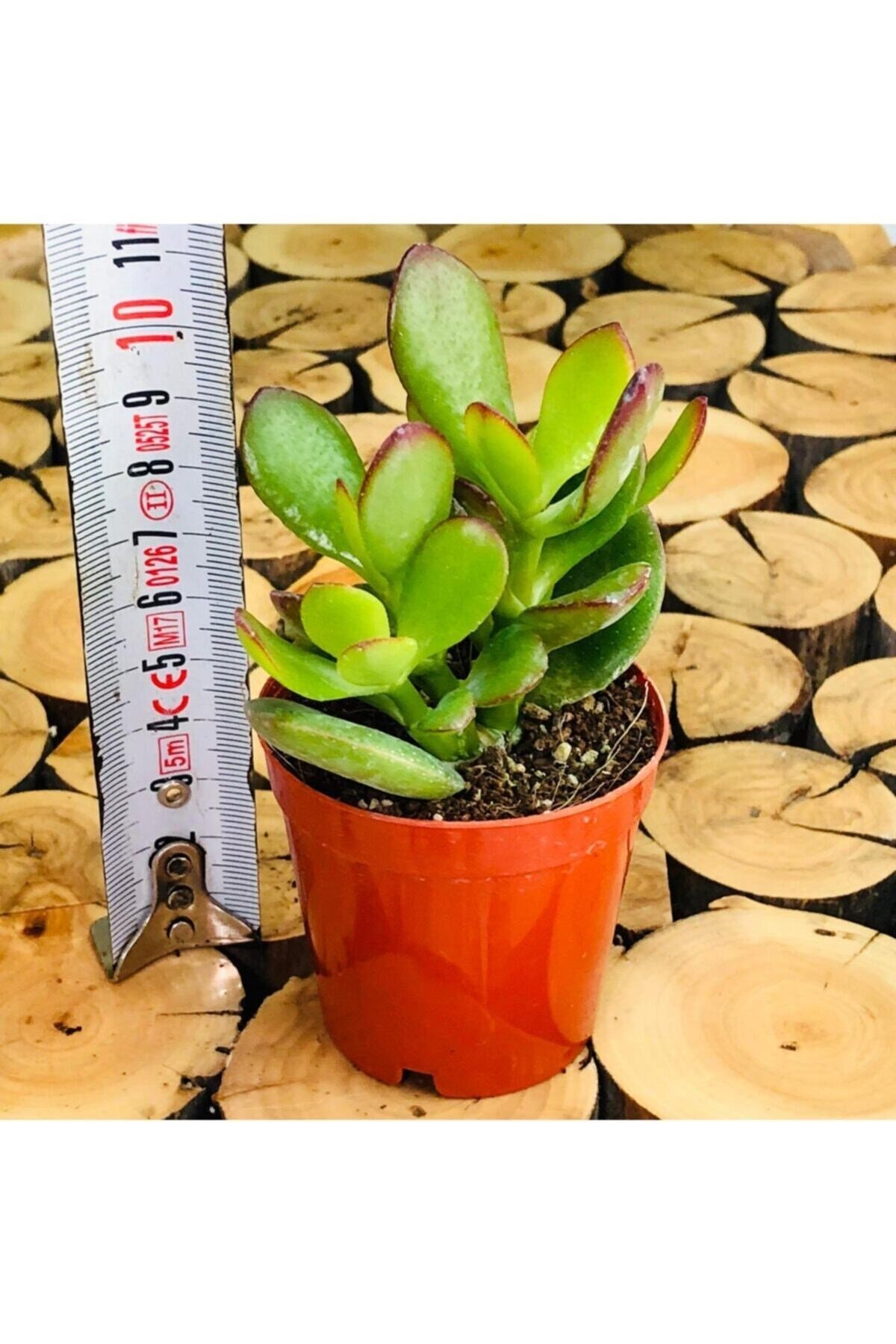 Crassula Minor Oval Yaprak Çiçek Açan Para Çiçeği Bitkisi
