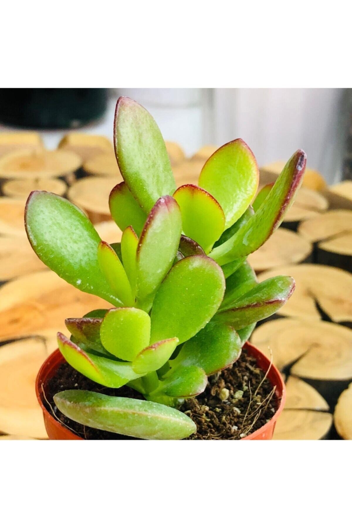 Crassula Minor Oval Yaprak Çiçek Açan Para Çiçeği Bitkisi