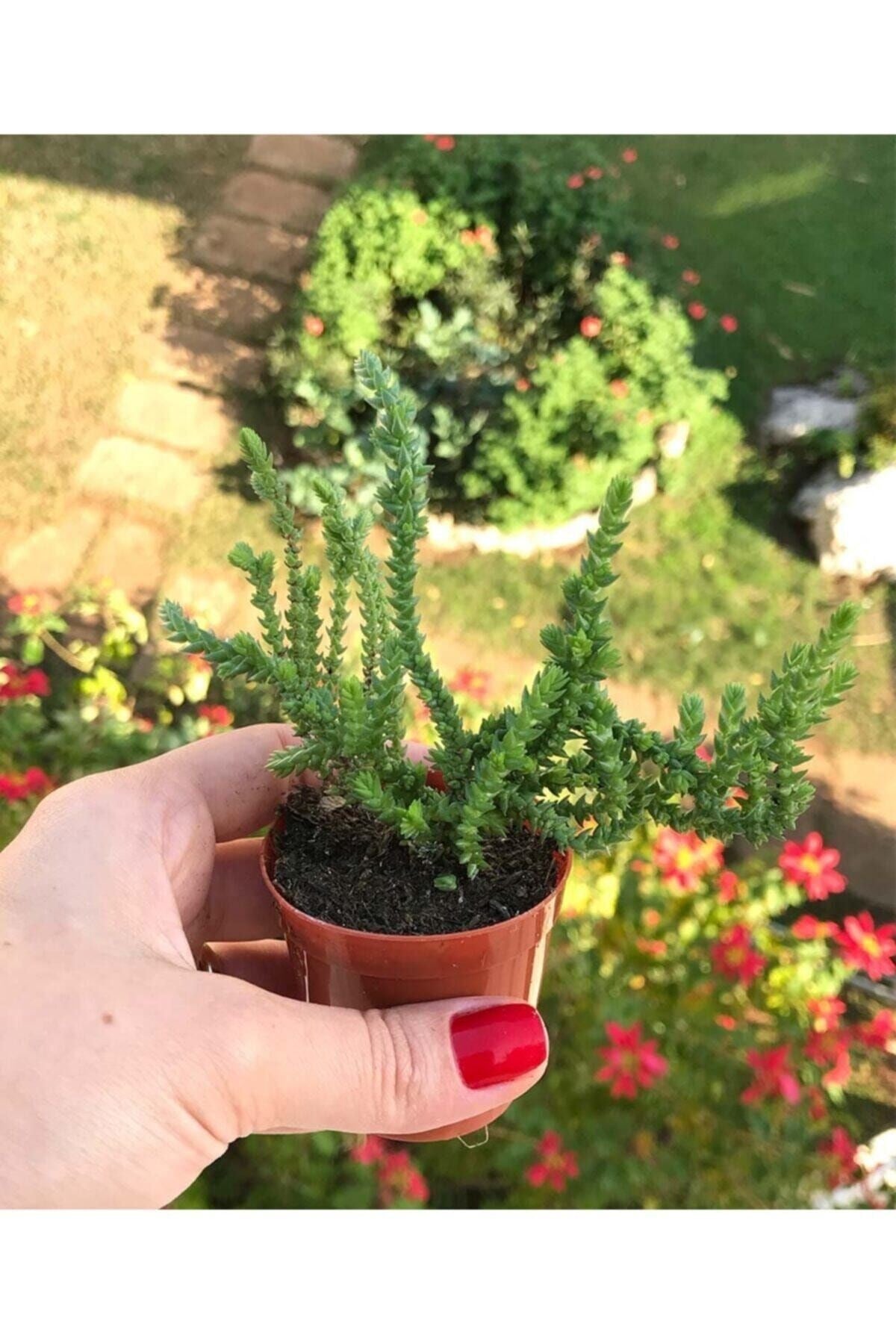 Crassula Muscosa - Prenses Çamı
