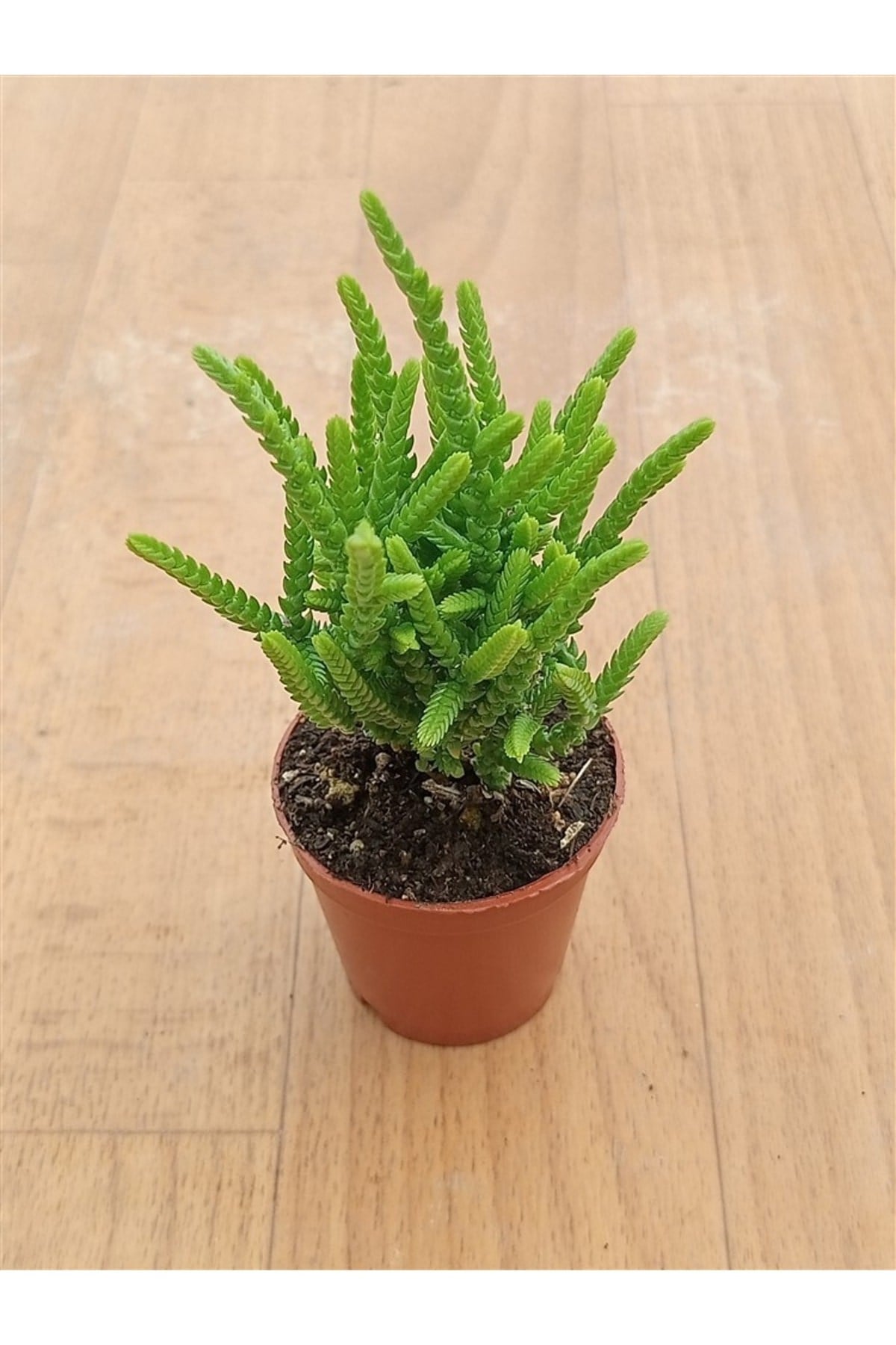 Crassula Muscosa ( Prenses Çamı ) (5,5 Cm )