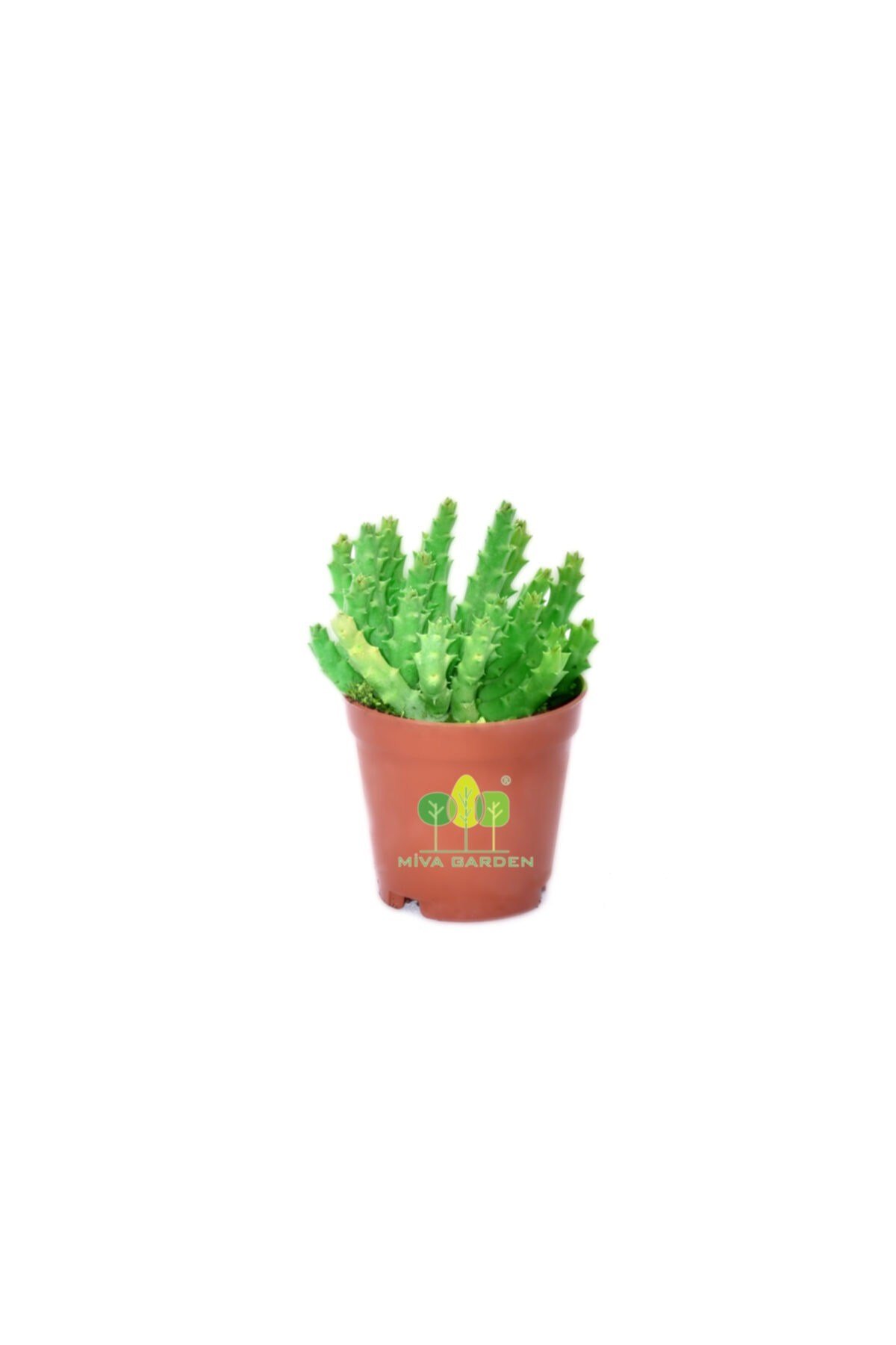 Crassula Muscosa Watch- Prenses Çamı