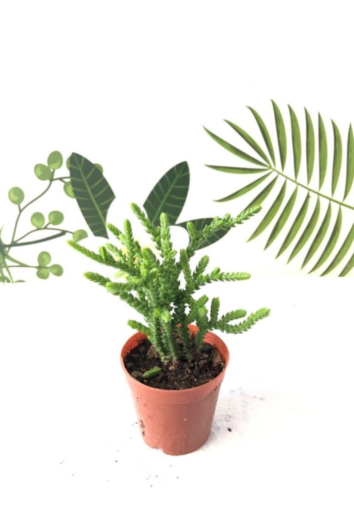 Crassula Muscosa Watch Prenses Çamı Sukulent Bitkisi 5.5cm Saksı