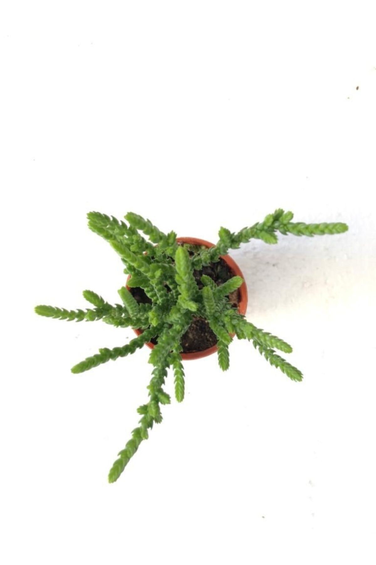 Crassula Muscosa Watch Prenses Çamı Sukulent Bitkisi 5.5cm Saksı