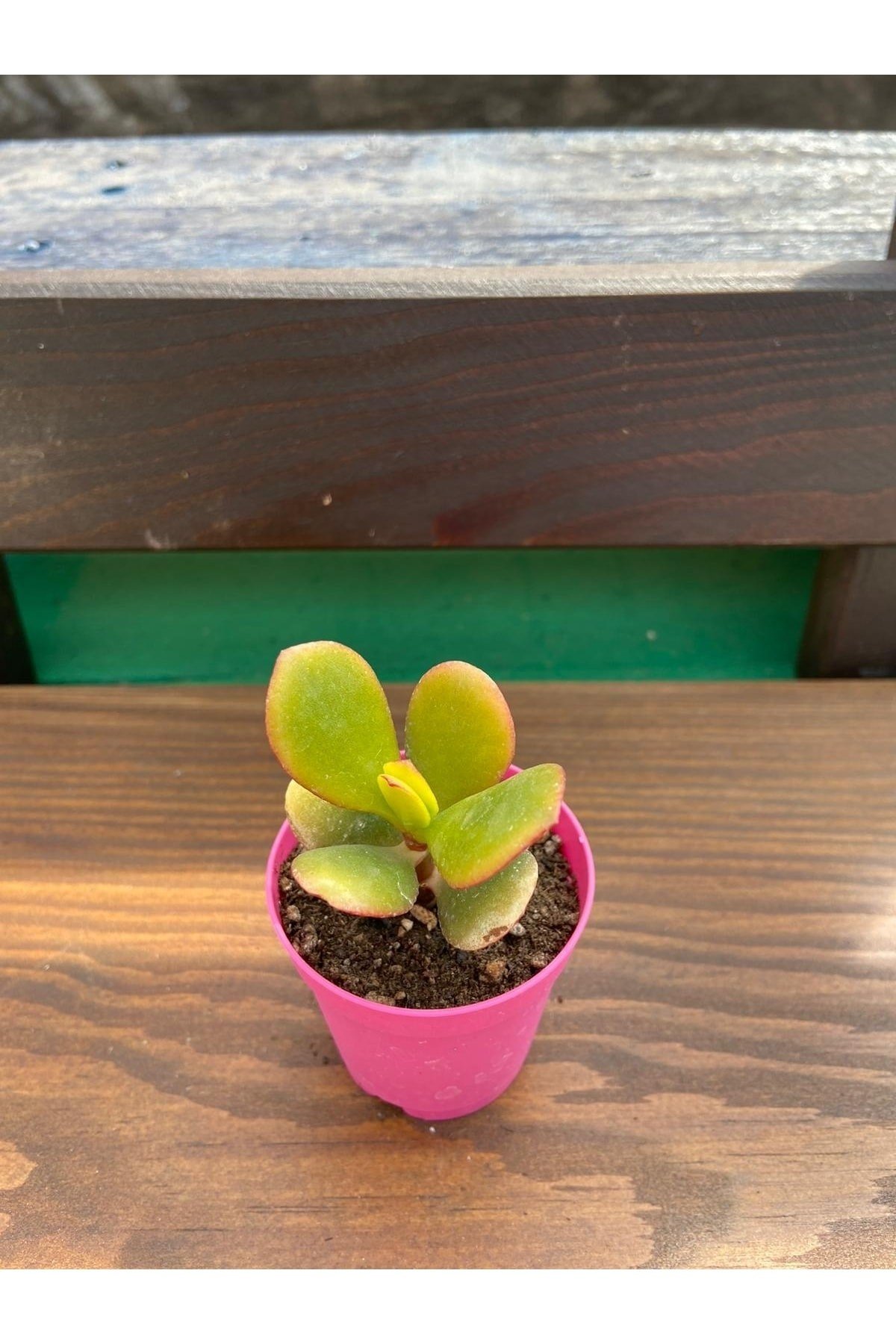 Crassula Ovata