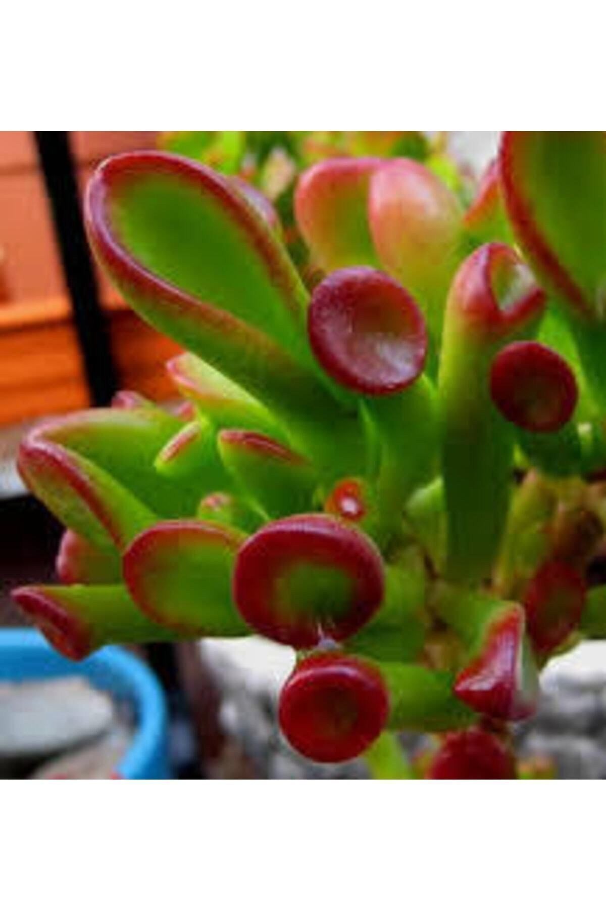 Crassula Ovata Gollum - Shrek Kulağı, Şirek Kulağı Sukulent
