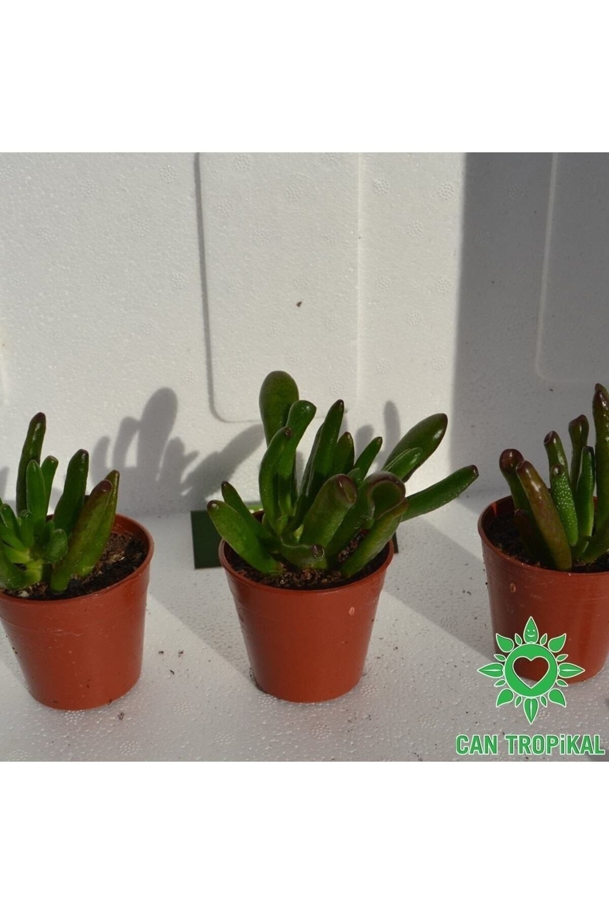 Crassula Ovata Gollum - Shrek Kulağı, Şirek Kulağı Sukulent