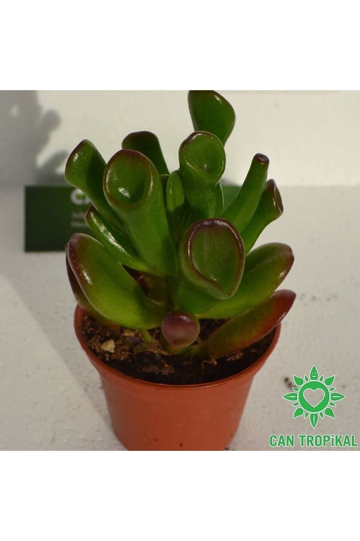 Crassula Ovata Gollum - Shrek Kulağı, Şirek Kulağı Sukulent