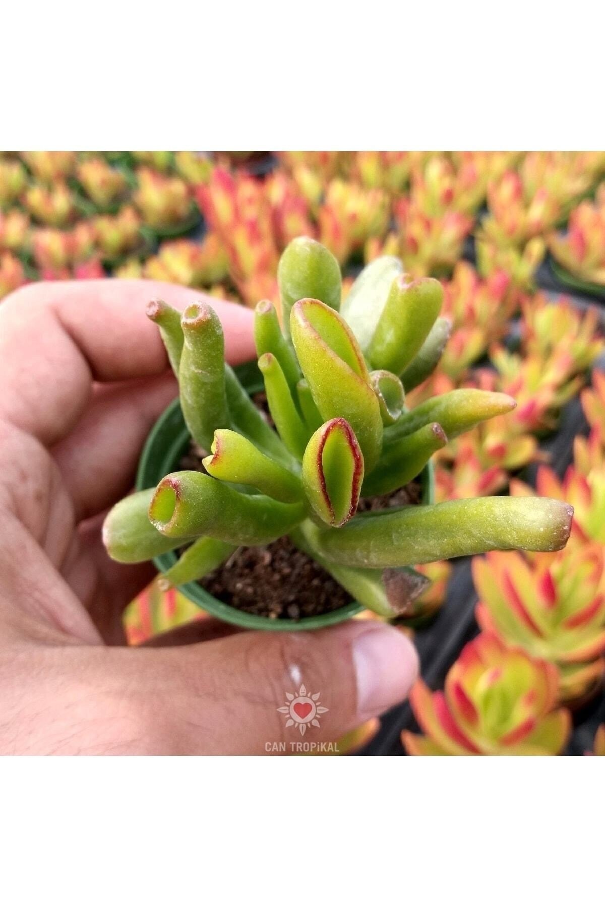 Crassula Ovata Gollum - Shrek Kulağı, Şirek Kulağı Sukulent