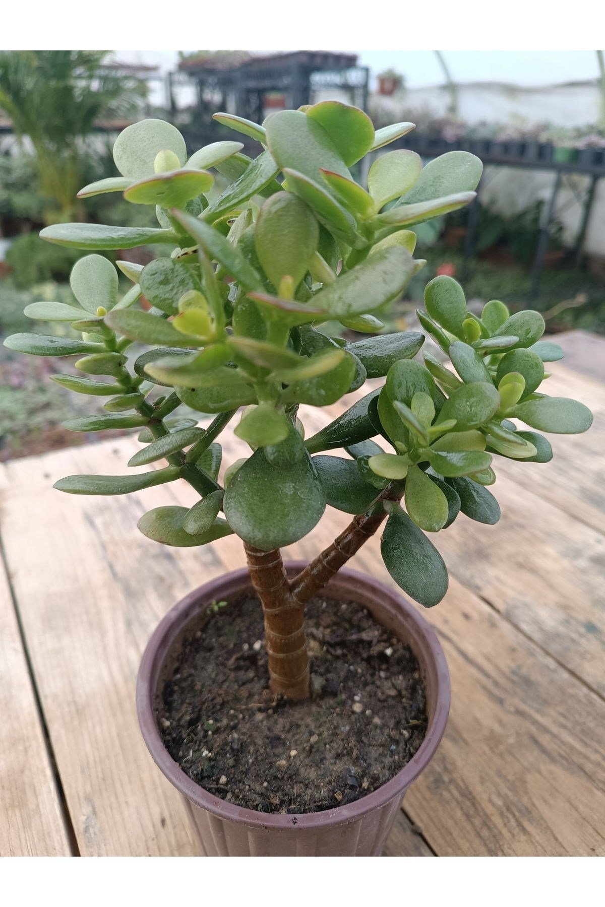 Crassula Ovata Minima 13 Cm Saksılı Mini Para Ağacı Sukulent