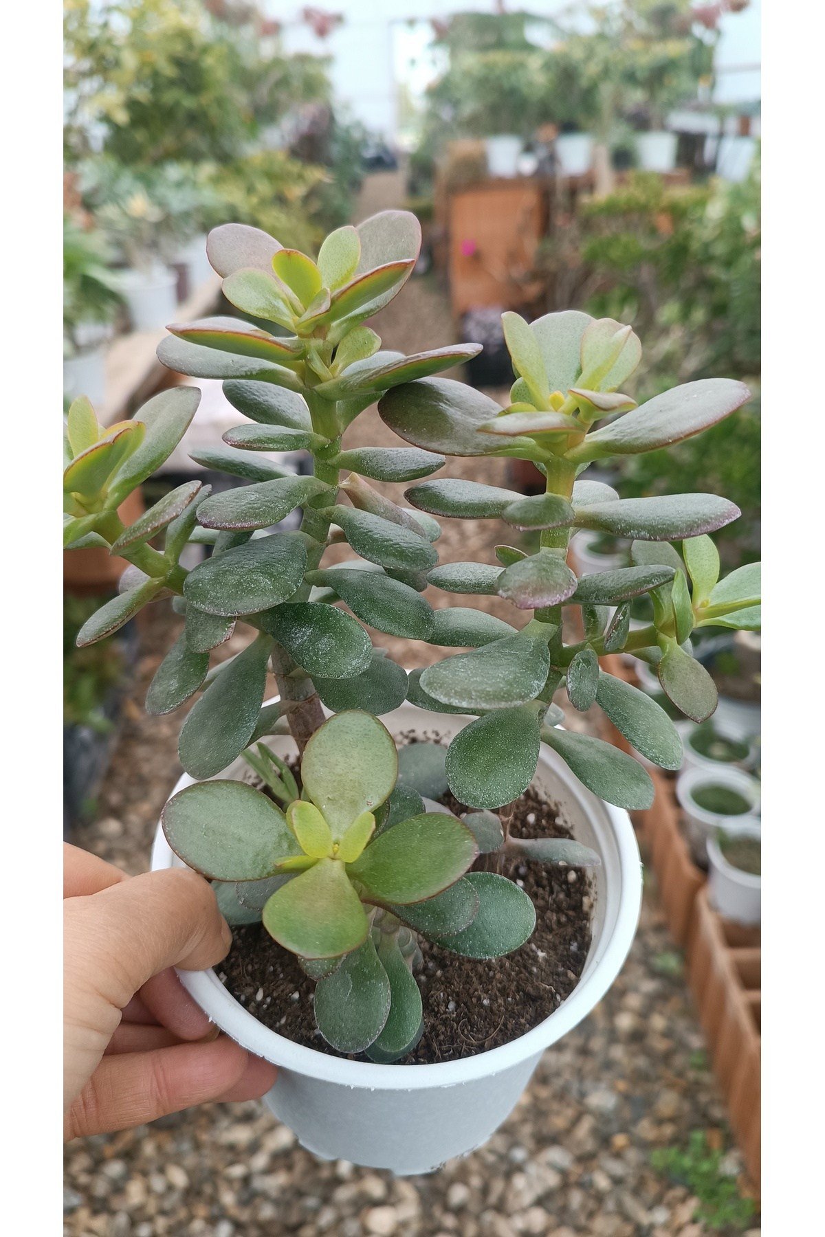 Crassula Ovata Minima 13 Cm Saksılı Mini Para Ağacı Sukulent