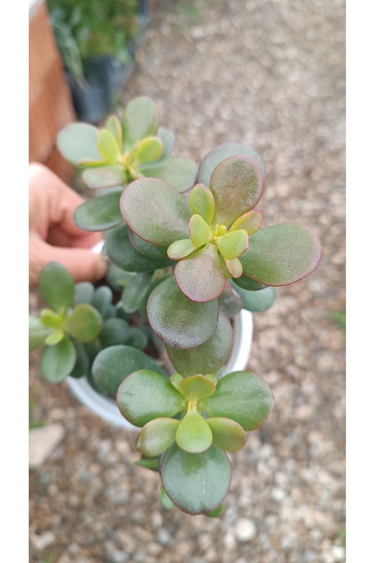 Crassula Ovata Minima 13 Cm Saksılı Mini Para Ağacı Sukulent