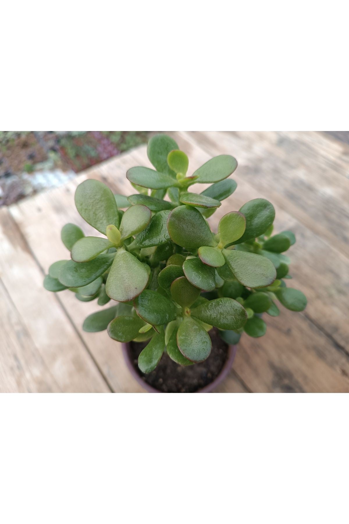 Crassula Ovata Minima 13 Cm Saksılı Mini Para Ağacı Sukulent