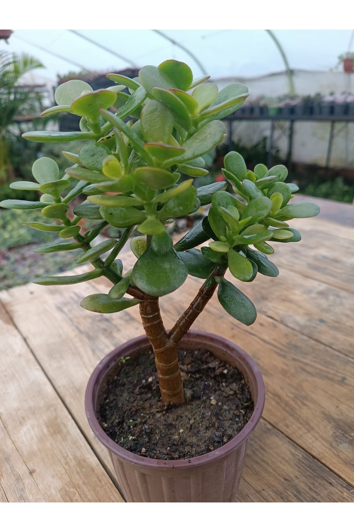 Crassula Ovata Minima 13 Cm Saksılı Mini Para Ağacı Sukulent
