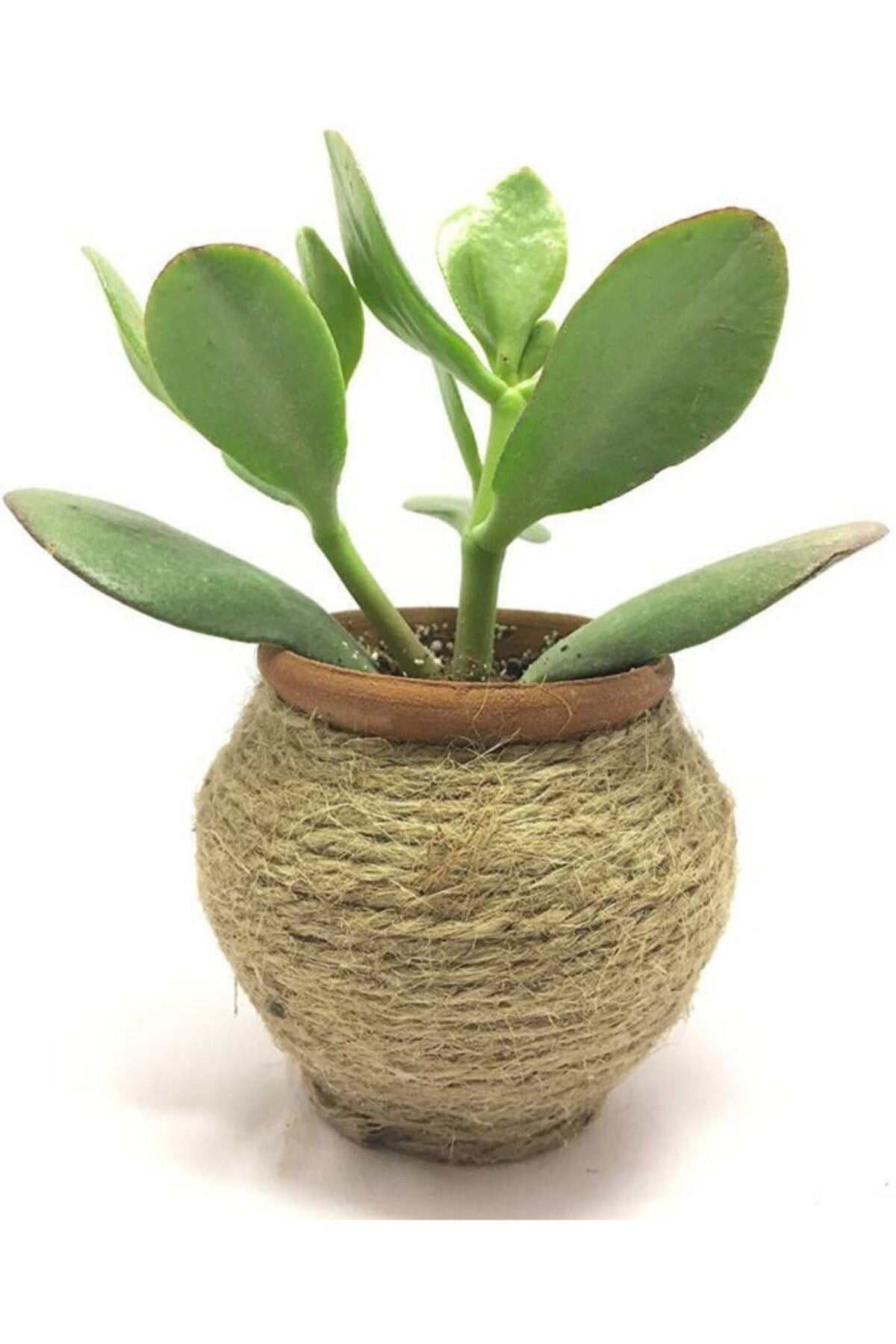Crassula Ovata Mir - Feng Shui - Şans Ağacı & Toptan Sukulent 300 Adet