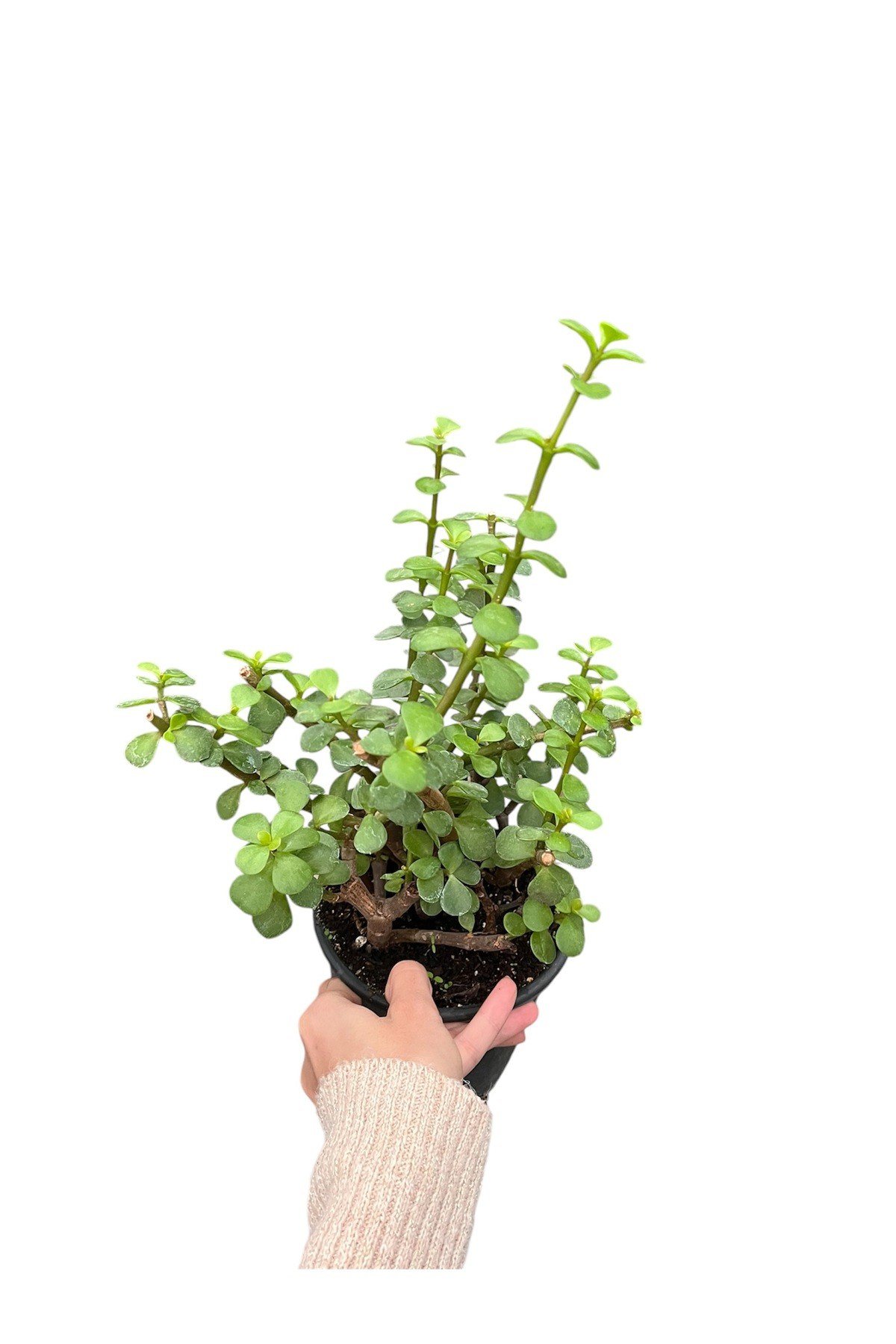 crassula ovata (para ağacı)