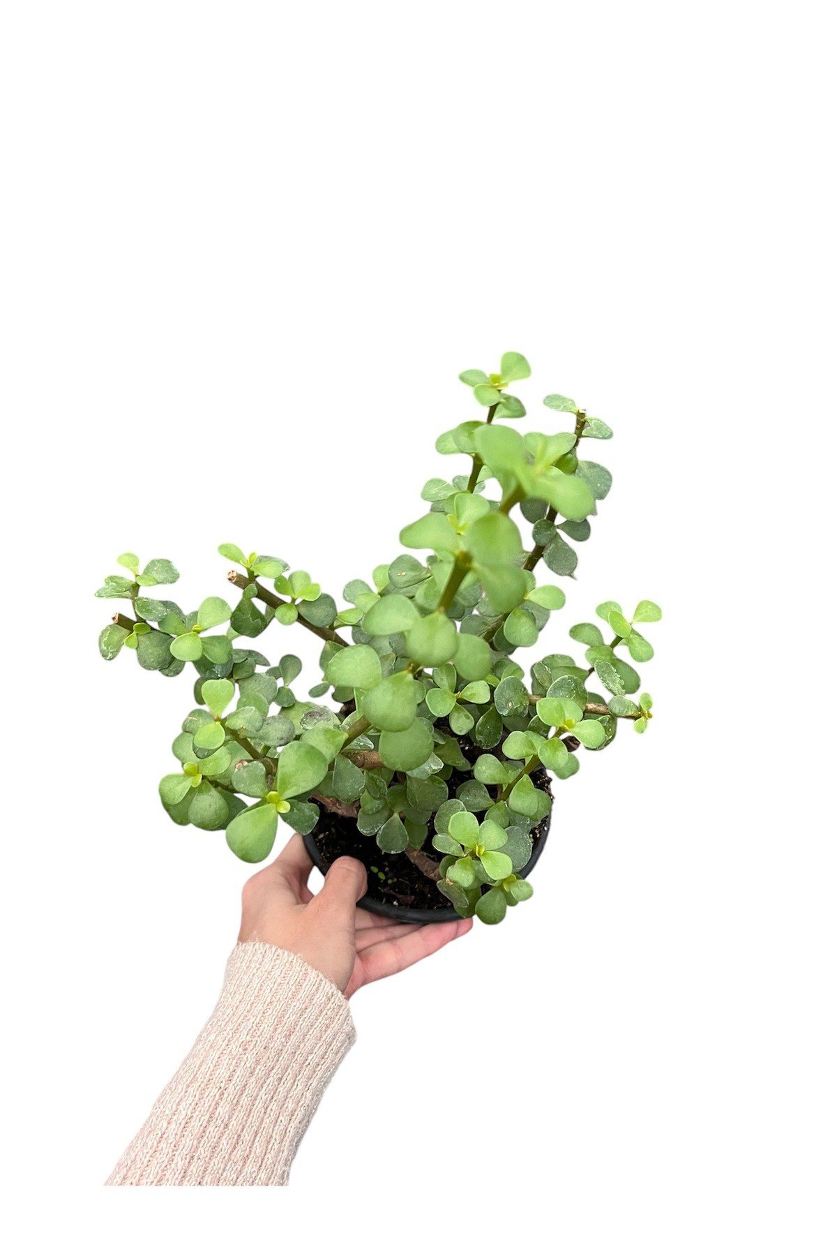 crassula ovata (para ağacı)