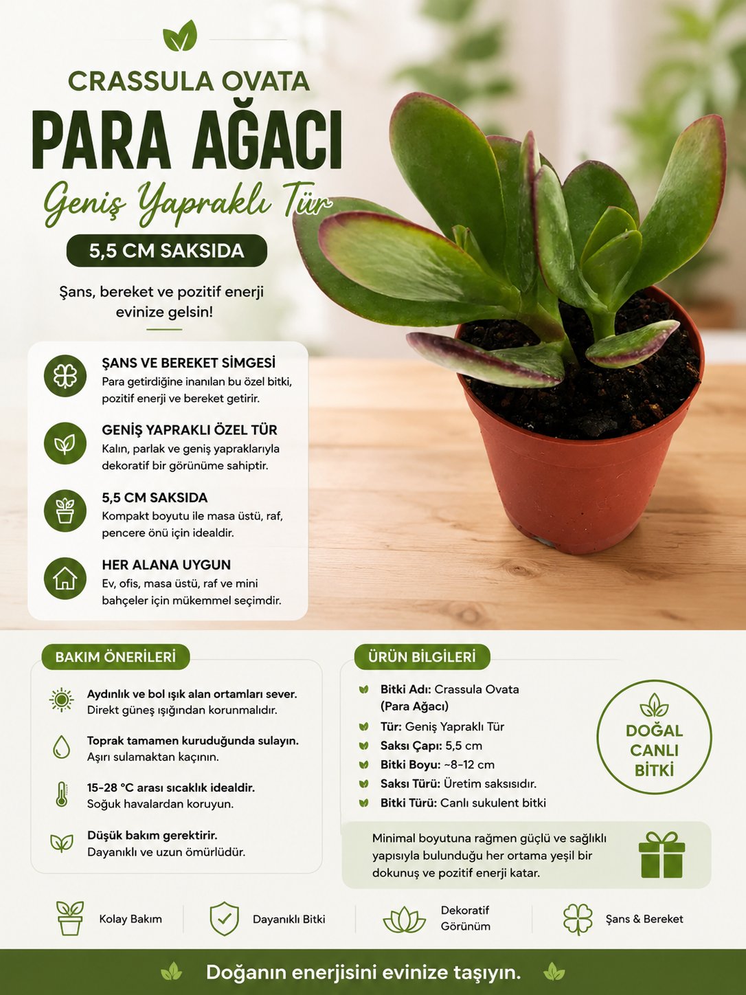 Crassula Ovata Para Ağacı Geniş Yapraklı Tür 5,5 cm Saksıda