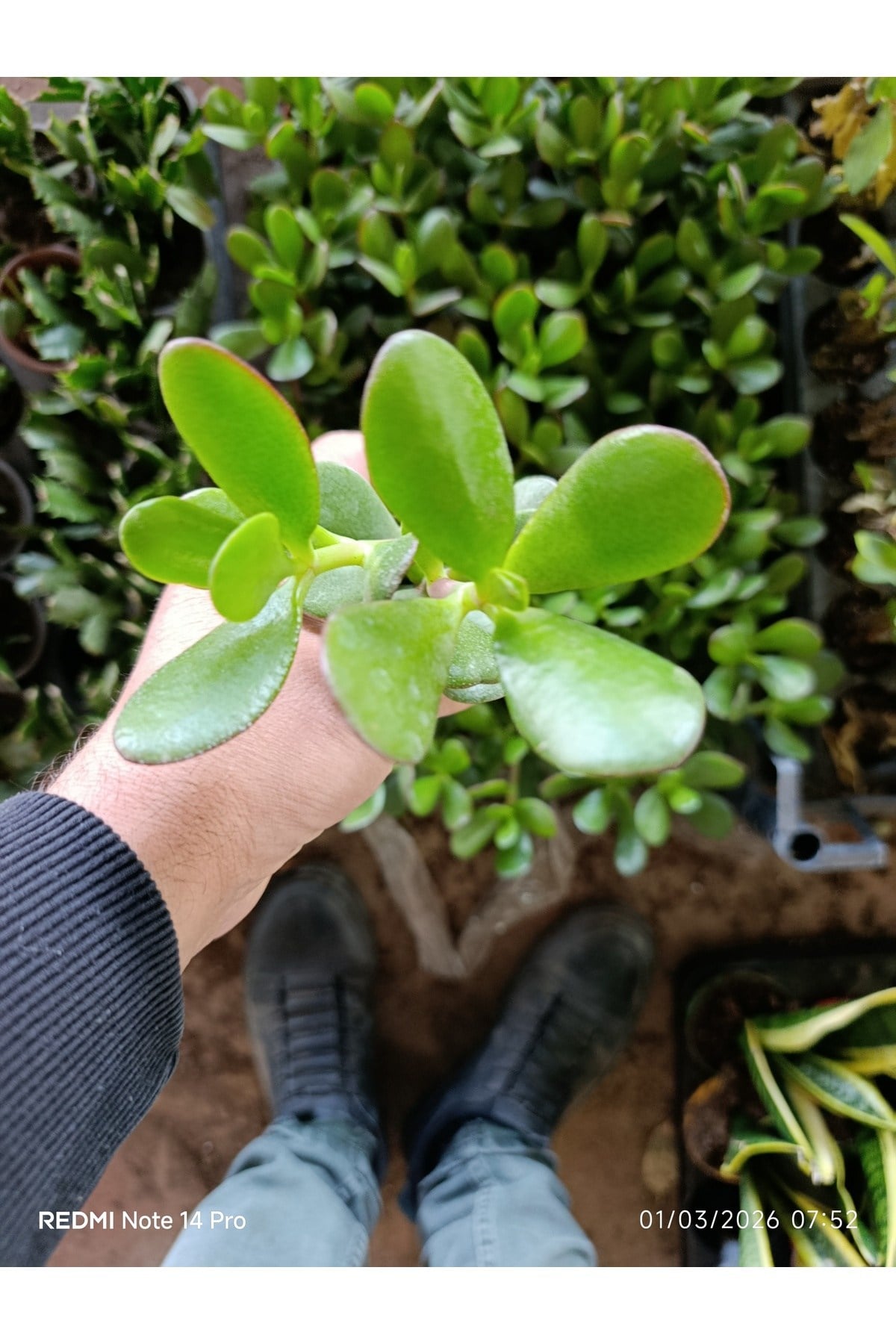 Crassula Ovata Para Ağacı - Şans ve Bereket Çiçeği - Özel Formlu Canlı Sukulent