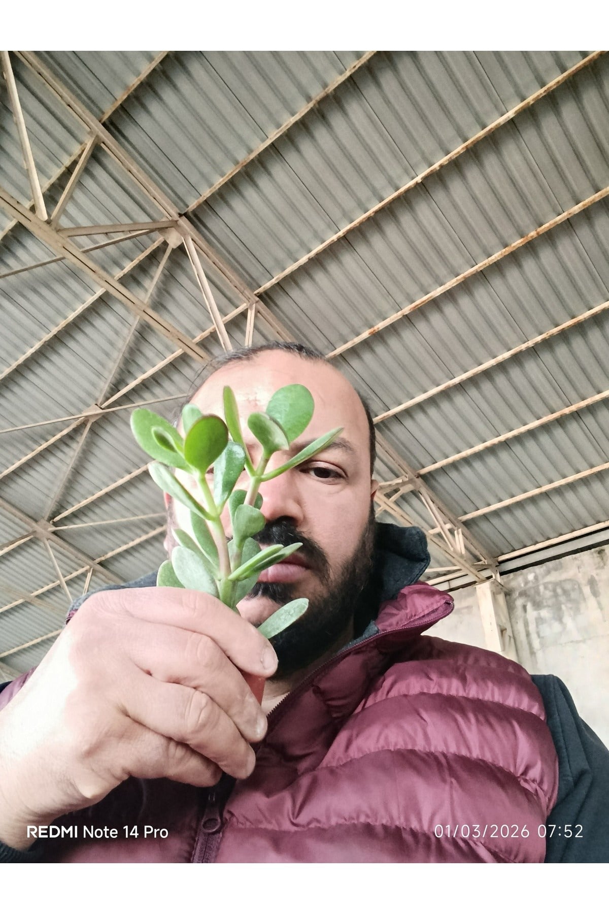 Crassula Ovata Para Ağacı - Şans ve Bereket Çiçeği - Özel Formlu Canlı Sukulent