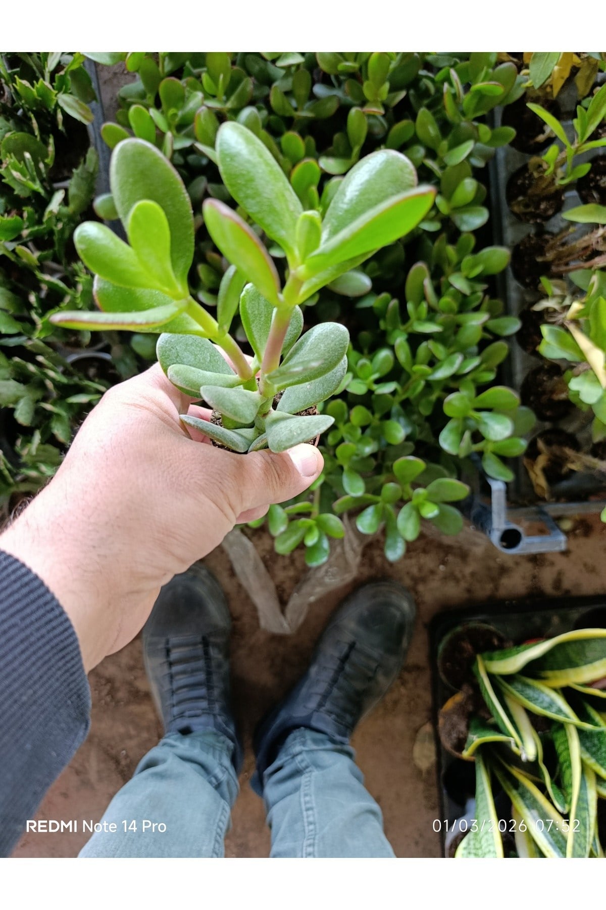 Crassula Ovata Para Ağacı - Şans ve Bereket Çiçeği - Özel Formlu Canlı Sukulent