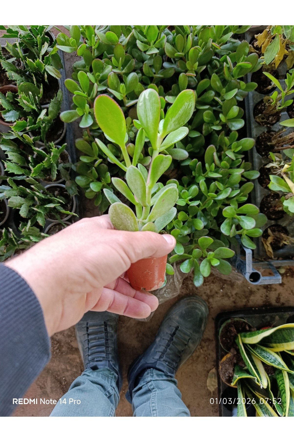 Crassula Ovata Para Ağacı - Şans ve Bereket Çiçeği - Özel Formlu Canlı Sukulent