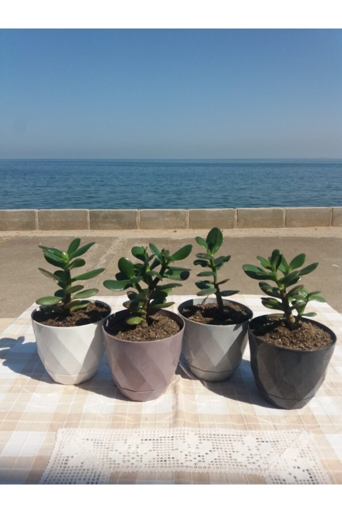 Crassula Ovata- Para Çiçeği- Bereket Bitkisi- 13-18 Cm 8 Aylık