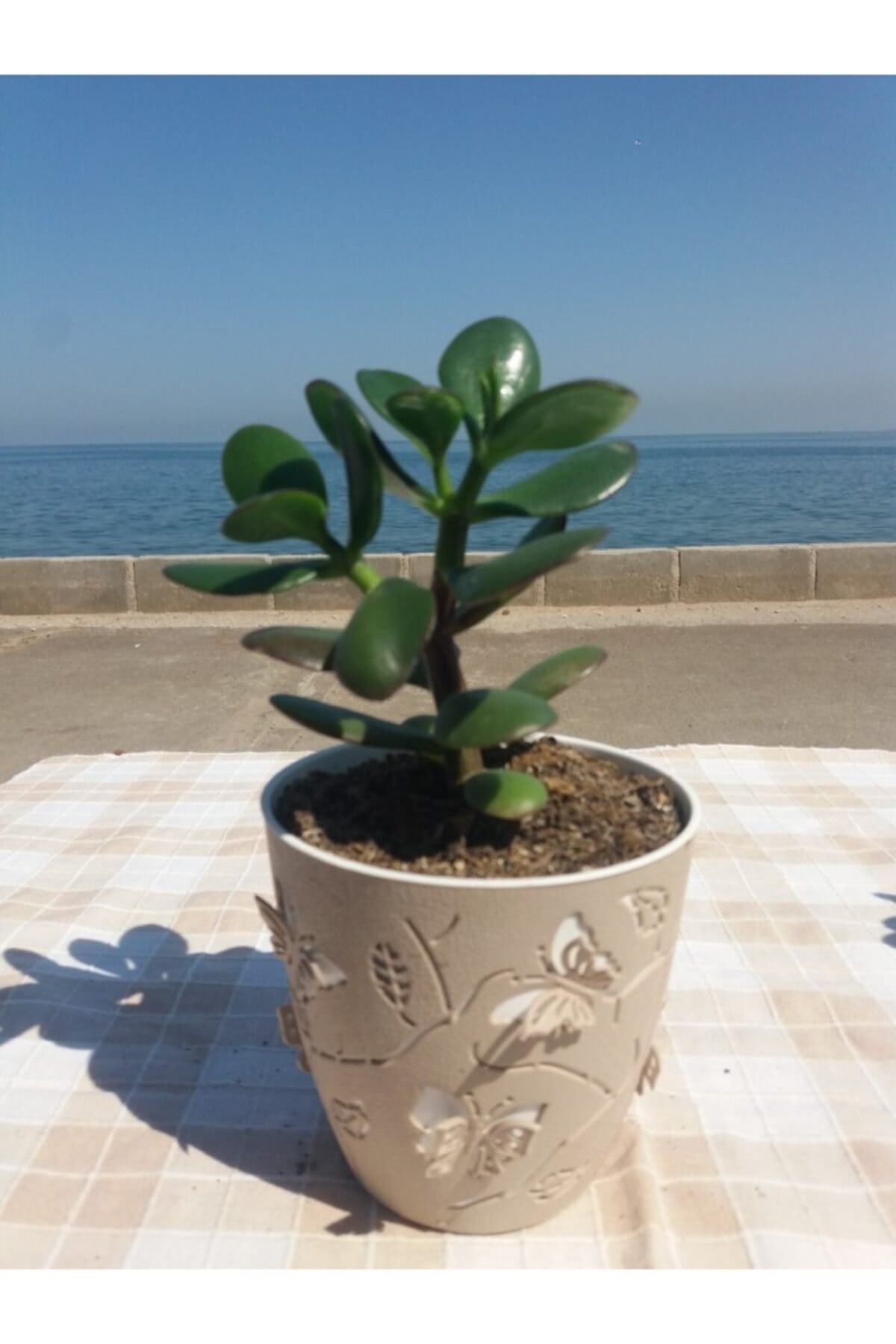 Crassula Ovata- Para Çiçeği- Bereket Bitkisi- 13-18 Cm 8 Aylık