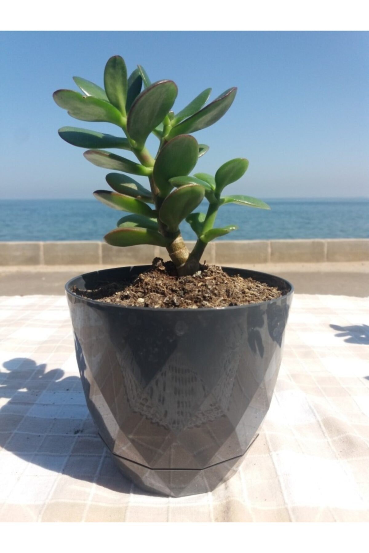 Crassula Ovata- Para Çiçeği- Bereket Bitkisi- 13-18 Cm 8 Aylık