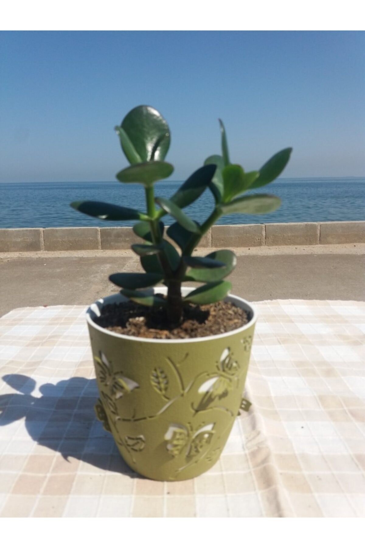 Crassula Ovata- Para Çiçeği- Bereket Bitkisi- 13-18 Cm 8 Aylık
