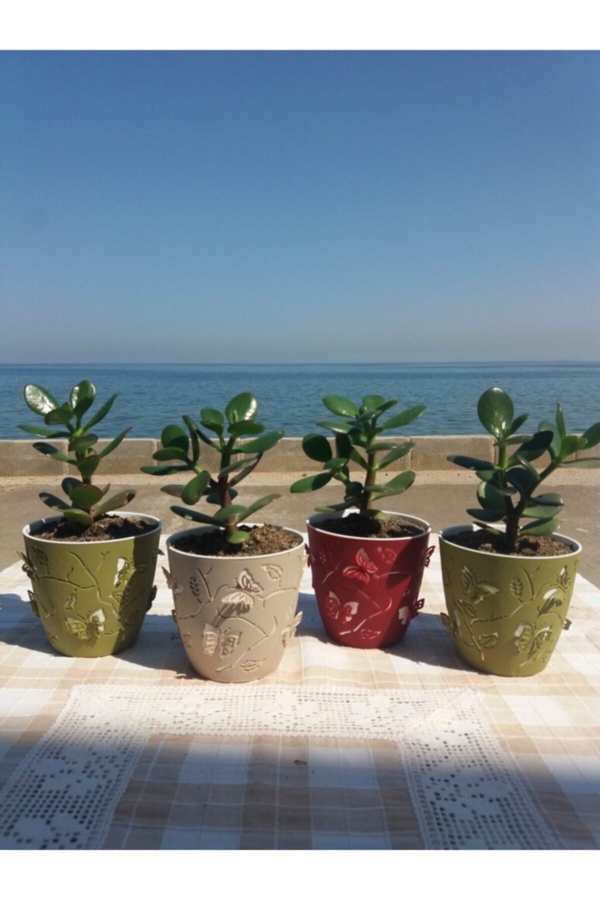 Crassula Ovata- Para Çiçeği- Bereket Bitkisi- 13-18 Cm 8 Aylık