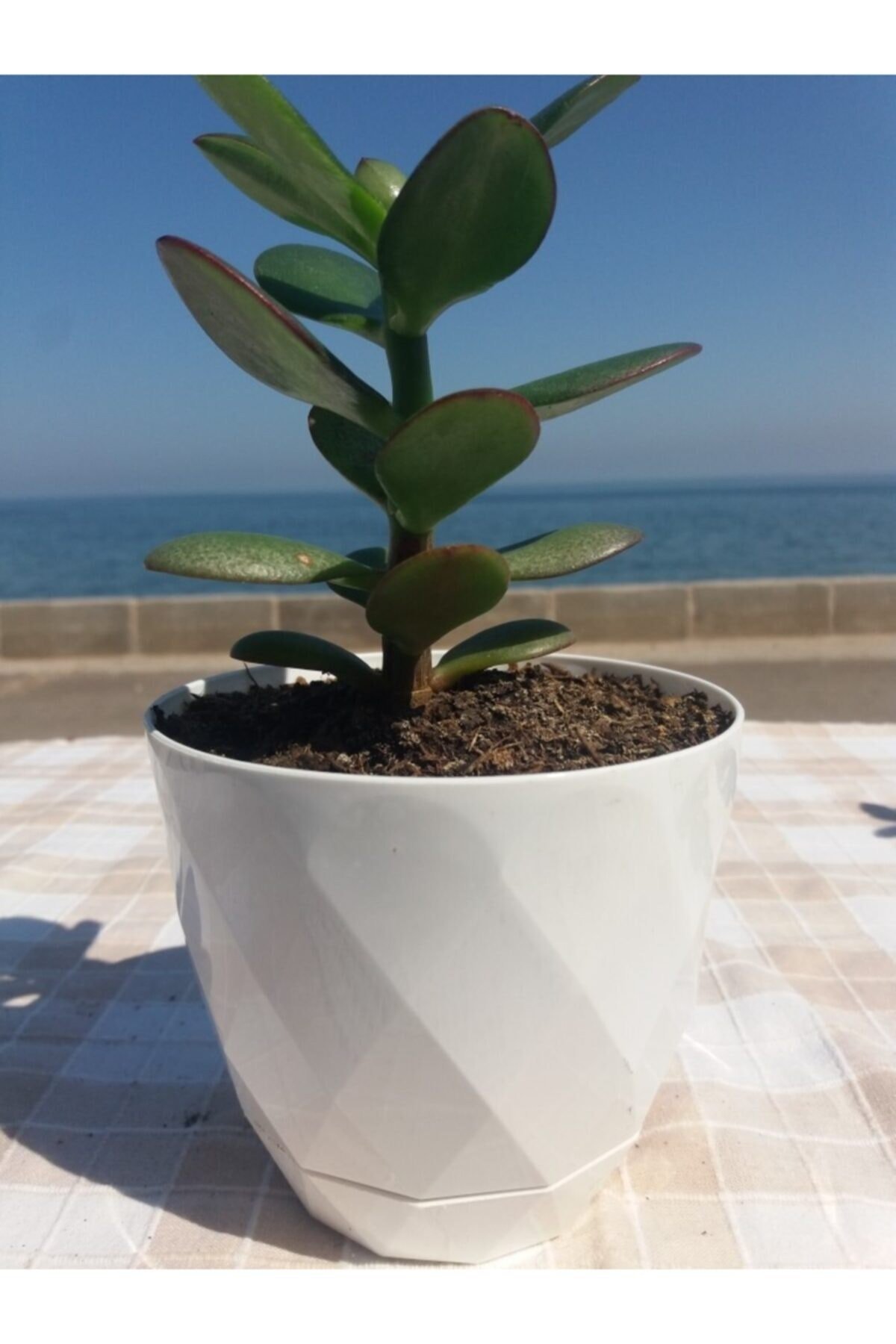 Crassula Ovata- Para Çiçeği- Bereket Bitkisi- 13-18 Cm 8 Aylık
