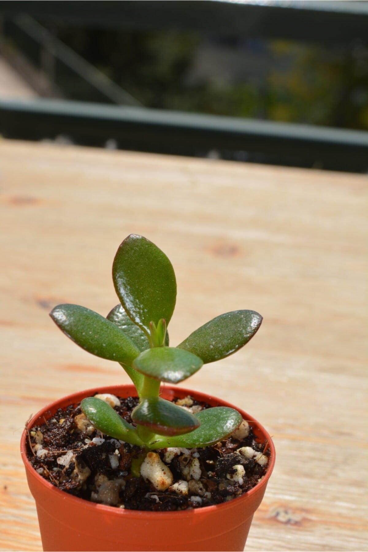 Crassula Ovata-para Çiçeği