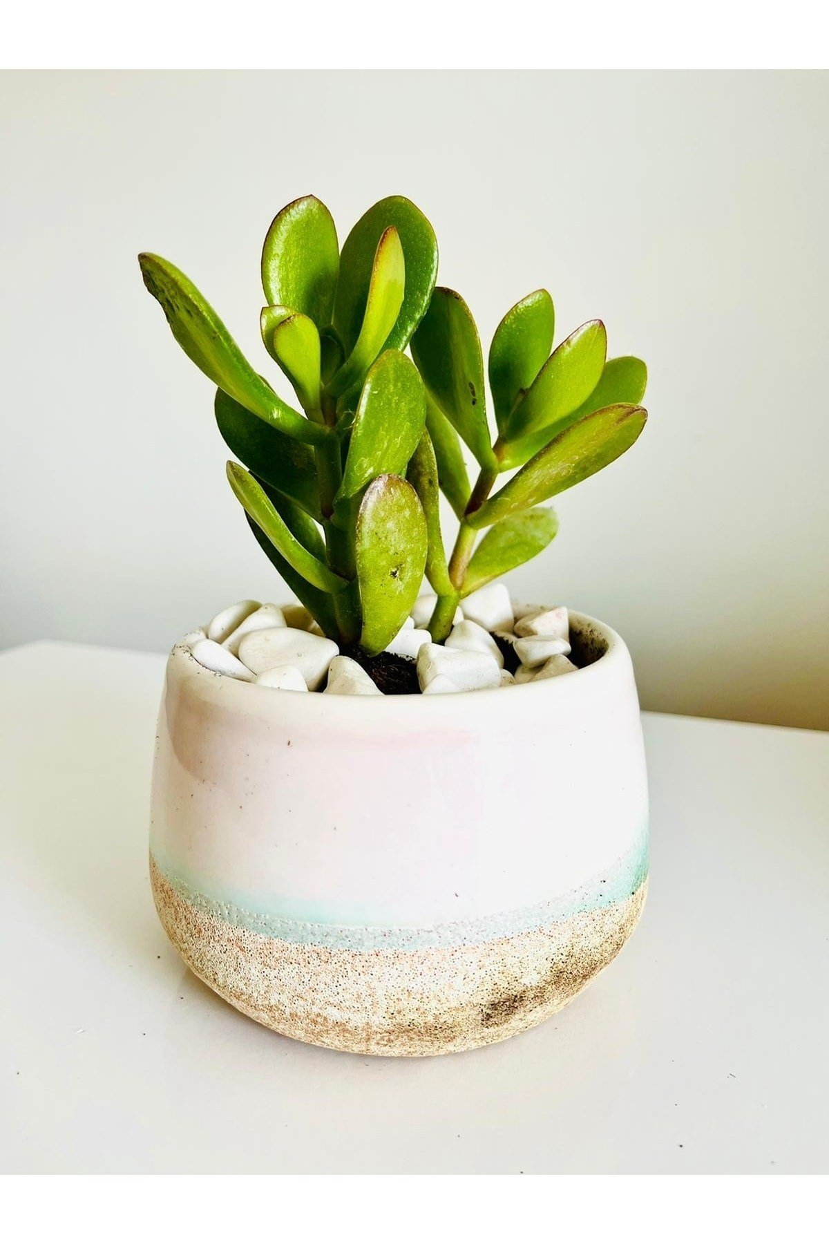 Crassula Ovata Para Çiçeği Iç Mekan Bitkisi