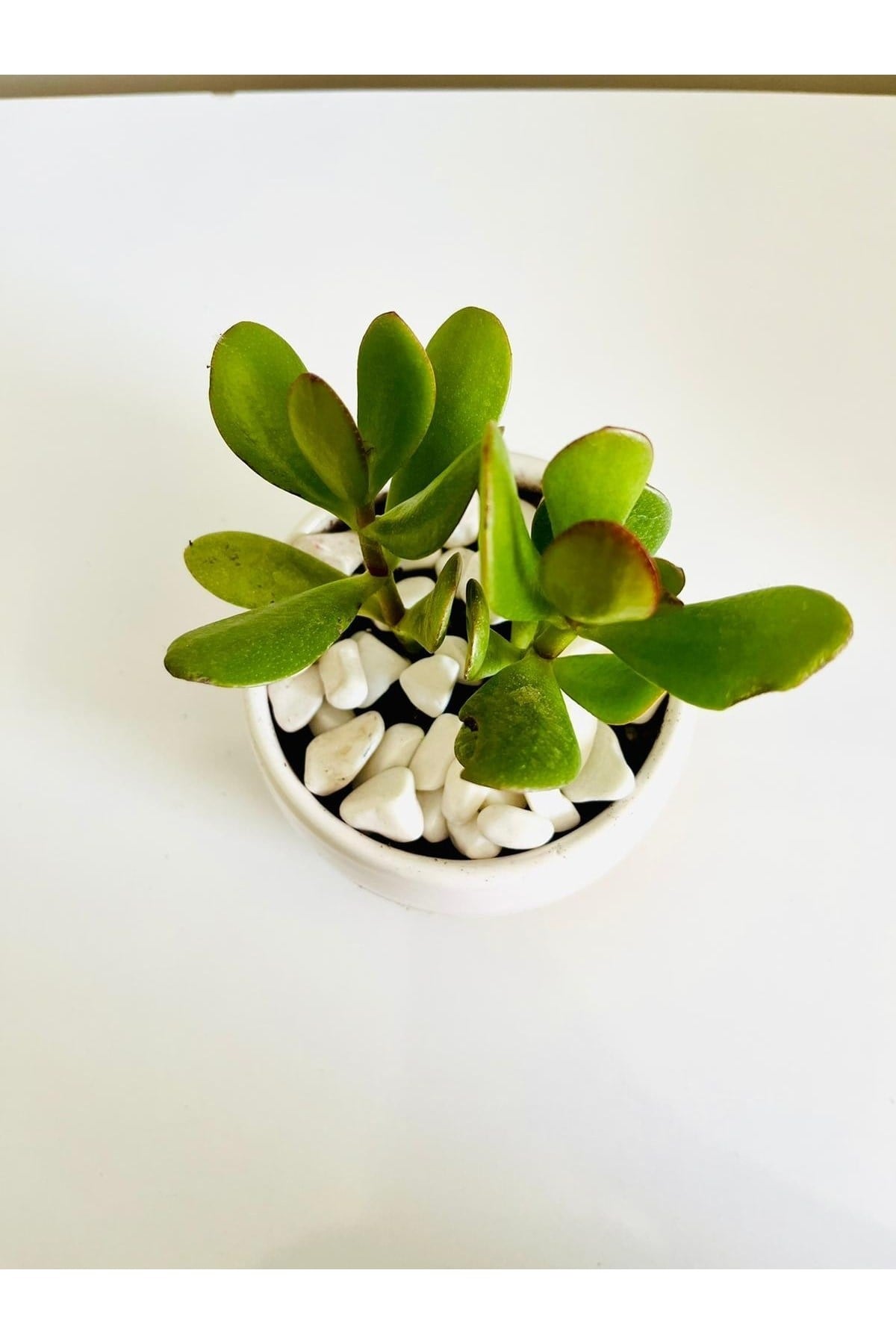 Crassula Ovata Para Çiçeği Iç Mekan Bitkisi