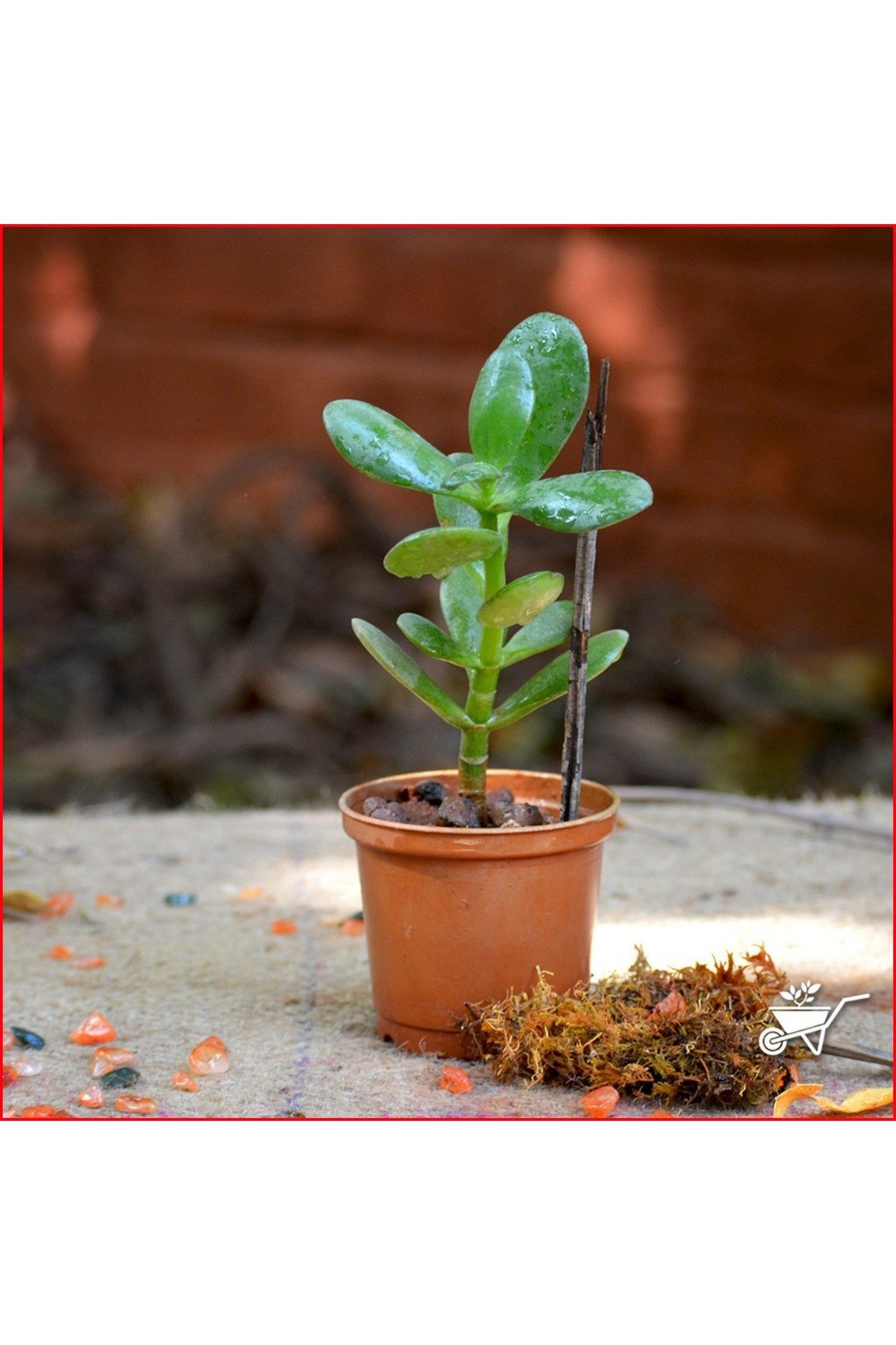 Crassula Ovata Para Çiçeği Şans Çiçeği