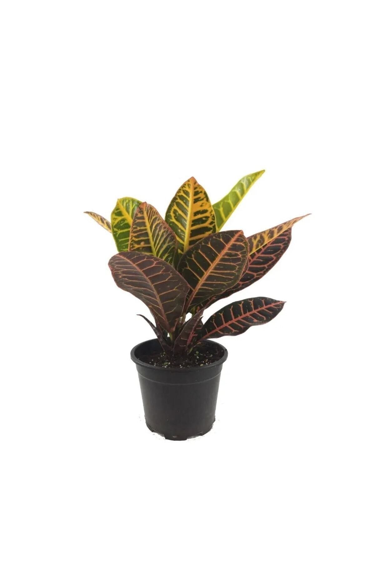 Croton Petra – 12 Cm Saksıda