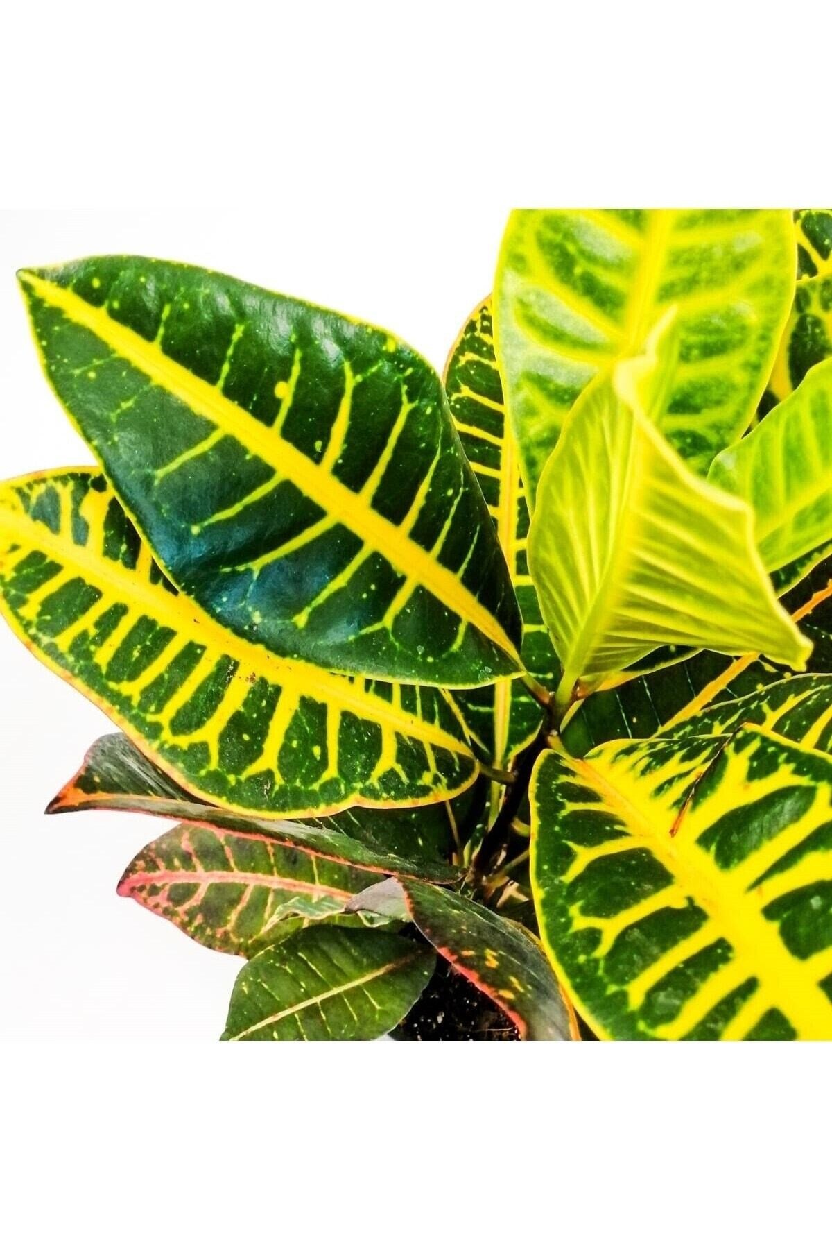 Croton Petra - Ithal Kraton Bitkisi 40-60 Cm