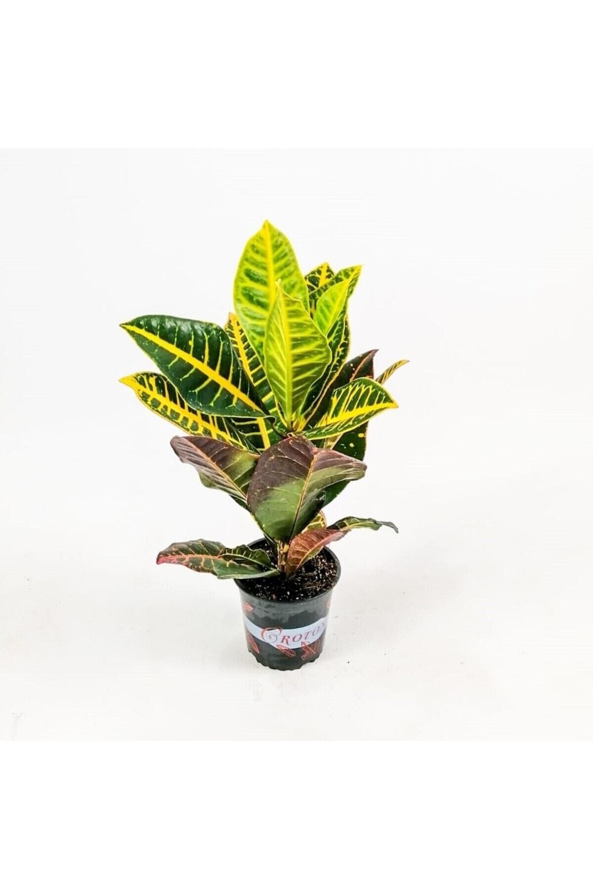 Croton Petra - Ithal Kraton Bitkisi 40-60 Cm