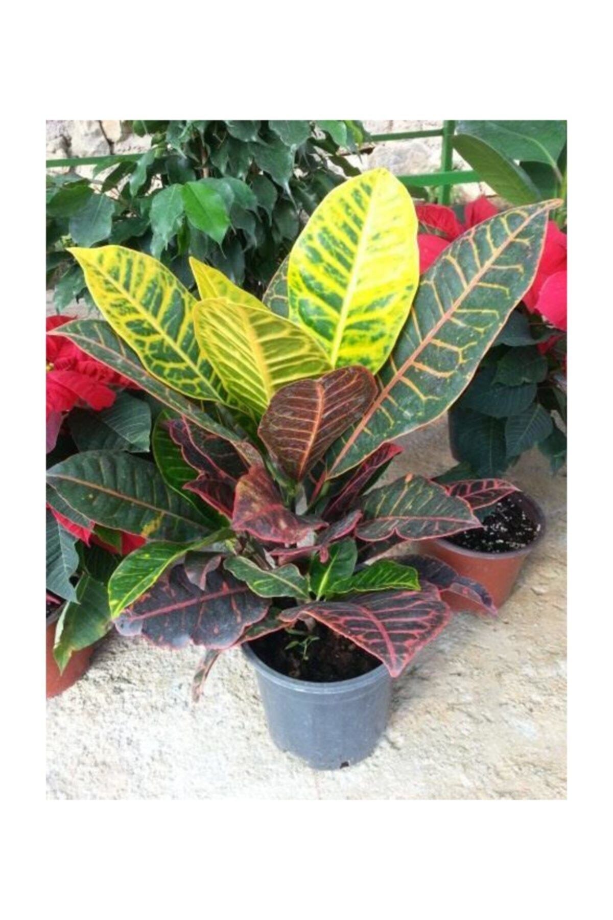 Croton Petra Kraton Bitkisi 20-40 cm