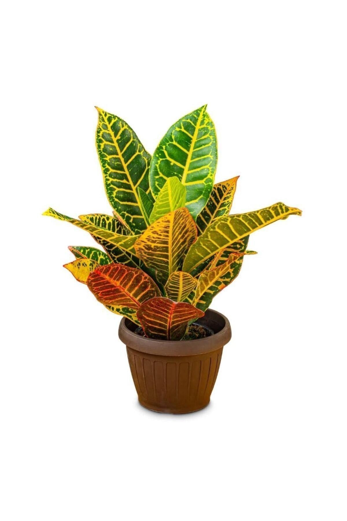 Croton Petra - Kraton Bitkisi 30-40 cm