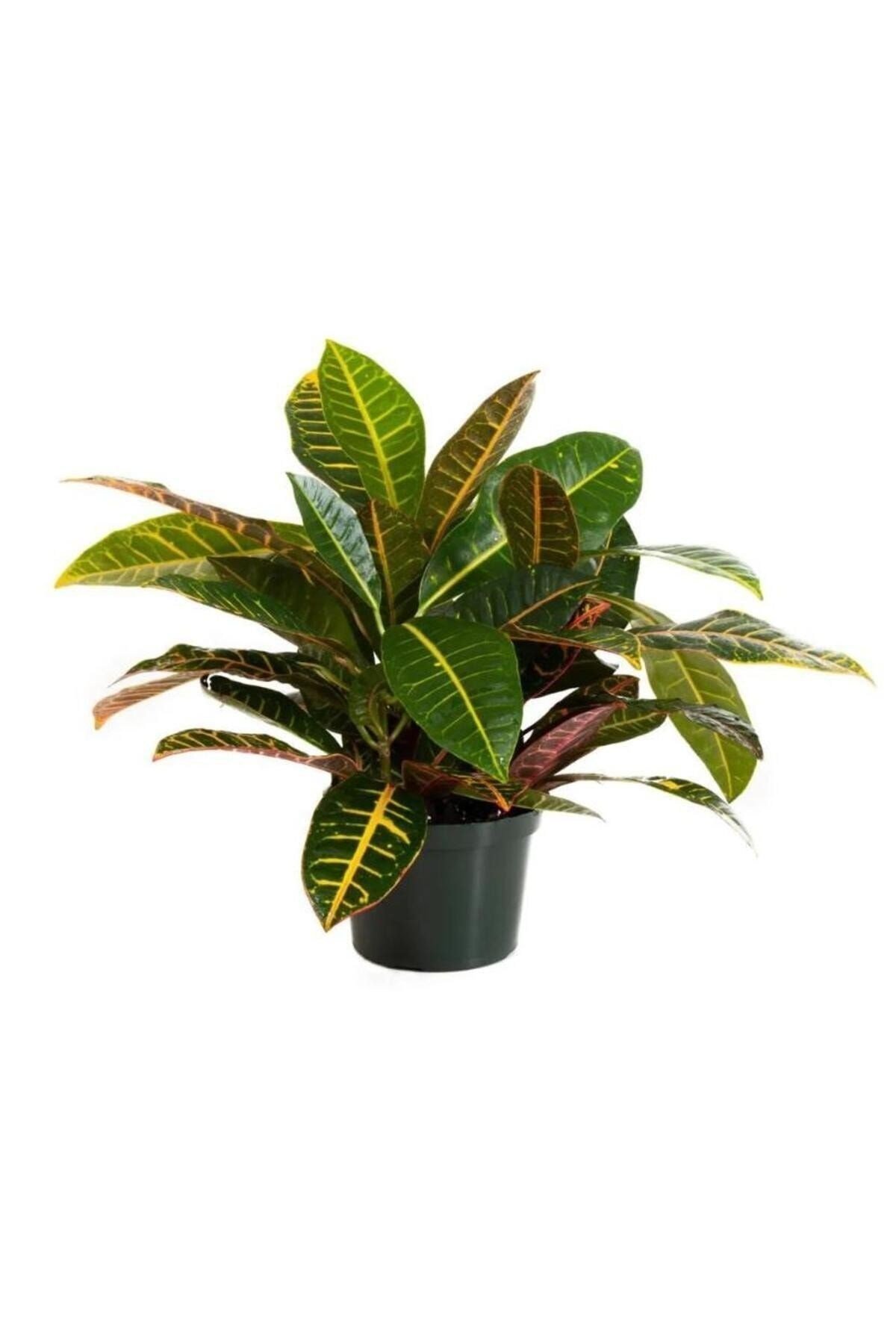 Croton Petra - Kraton Bitkisi 30-40 cm