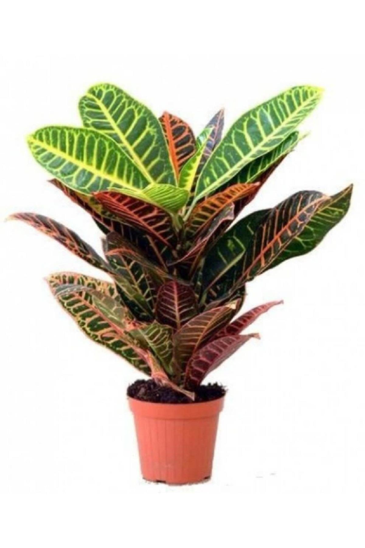 Croton Petra Kroton 17 Cm Saksıda 60 Cm Ev Bitkisi Ofis Bitki