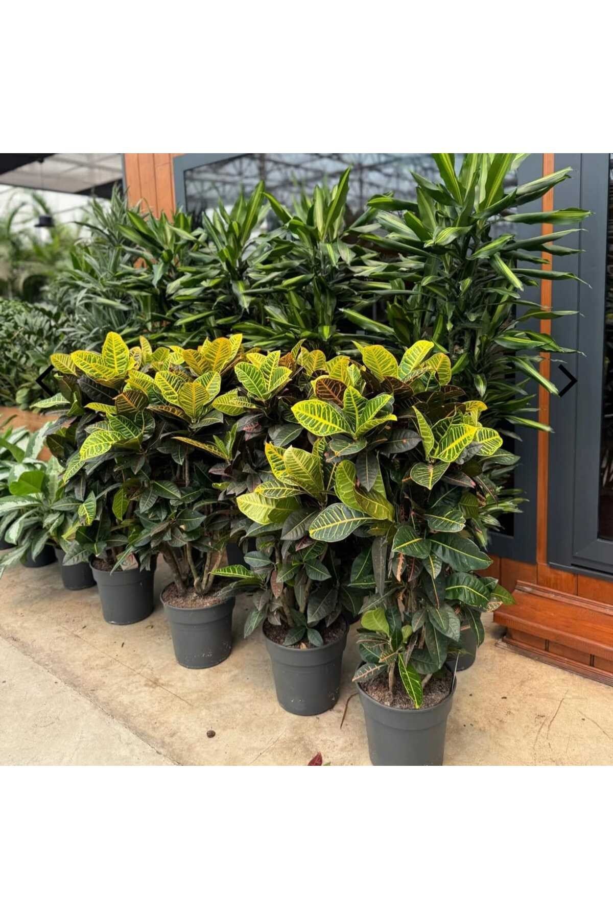 Croton Petra, Kroton (Kraton) Anaç