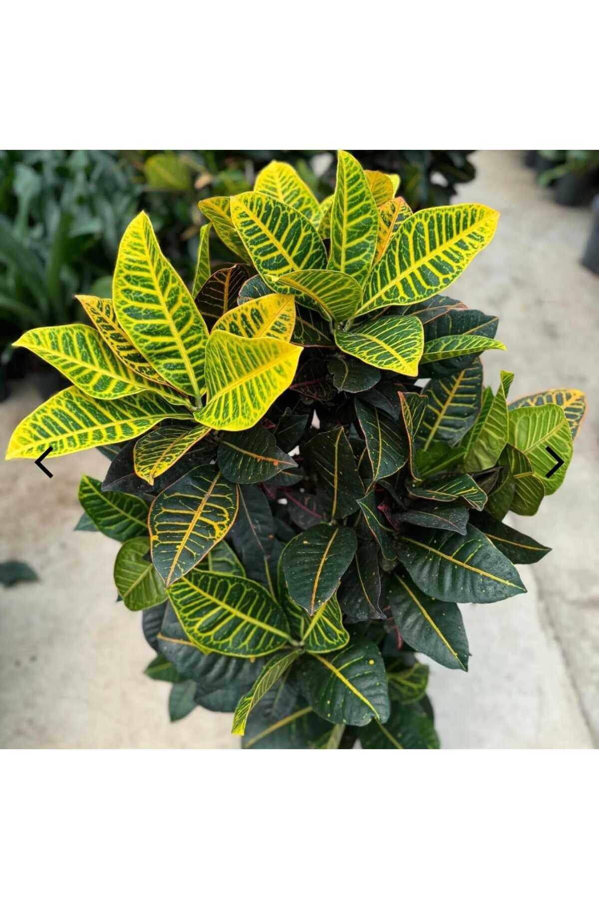 Croton Petra, Kroton (Kraton) Anaç