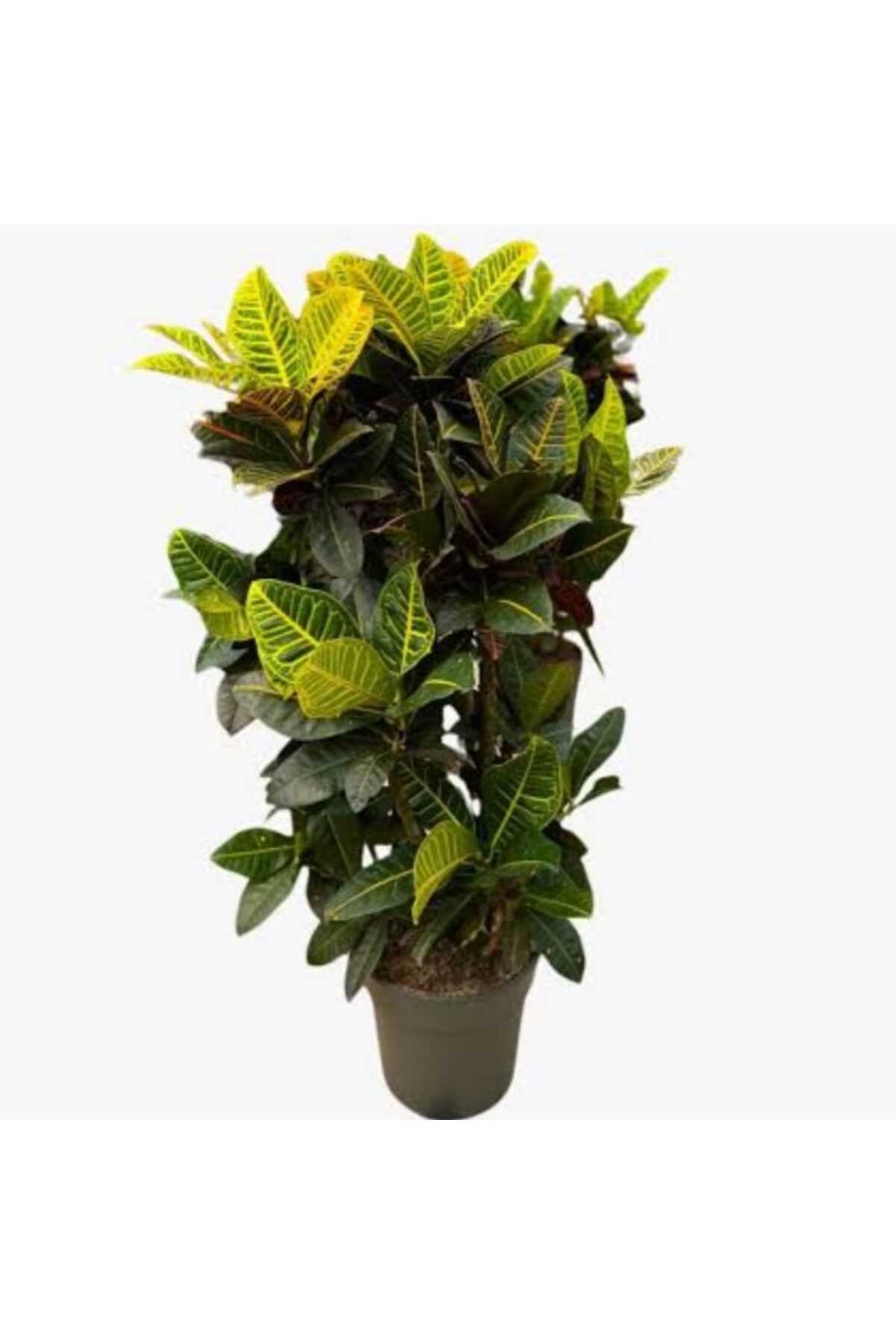 Croton Petra, Kroton (Kraton) Anaç