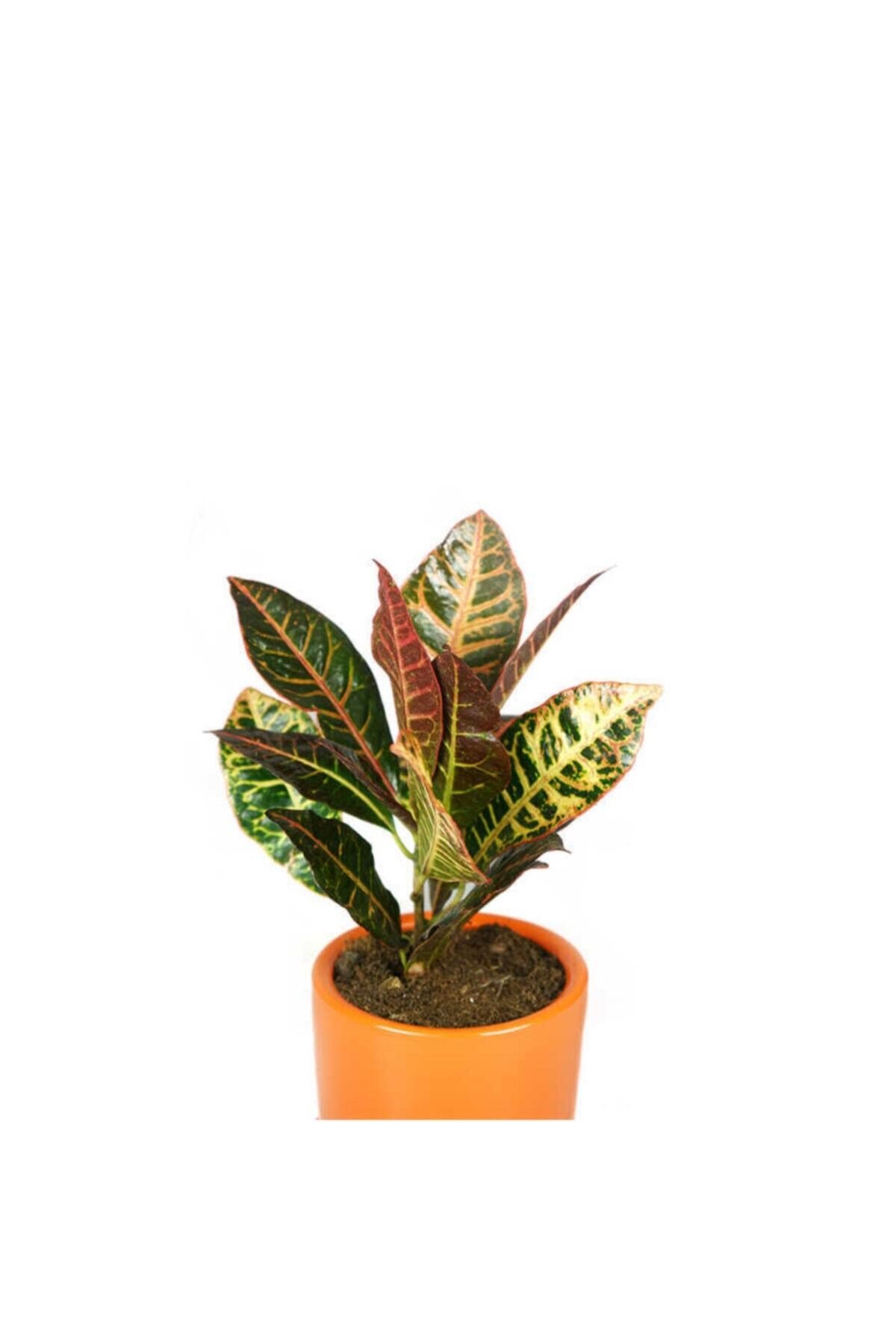Croton Petra Terracota Saksılı