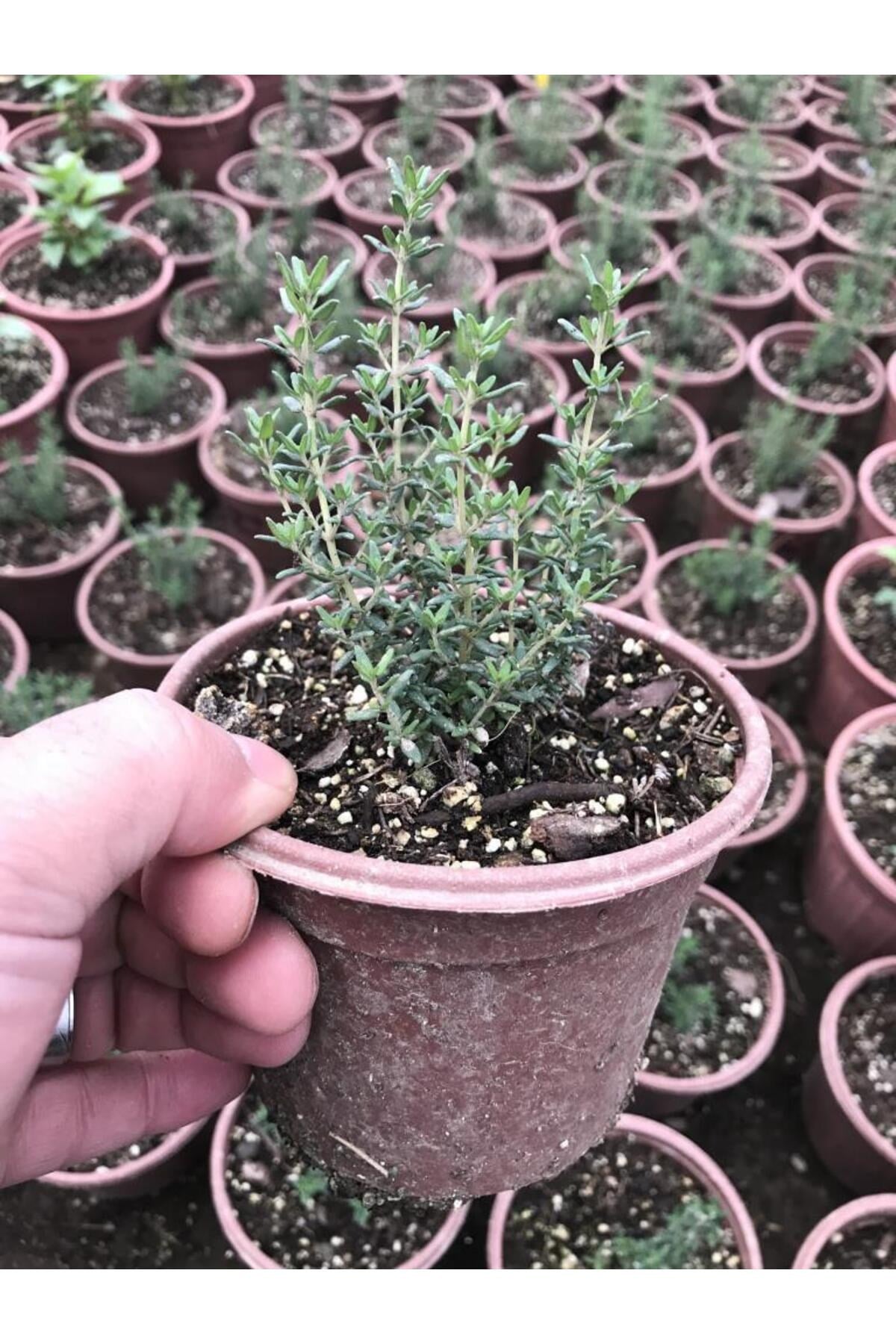 Dağ Bahçe Kekiği Fidanı 10-20 Cm 5 Adet Thymus Vulgaris