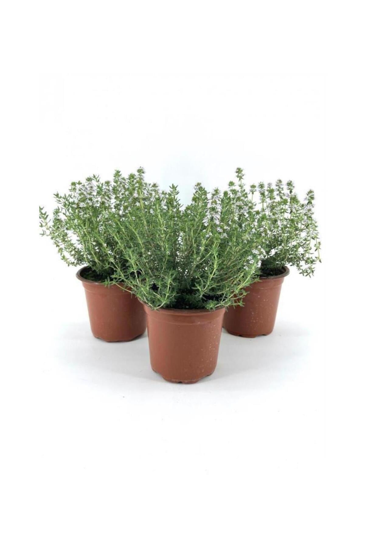 Dağ Bahçe Kekiği Fidanı 10-20 Cm 5 Adet Thymus Vulgaris