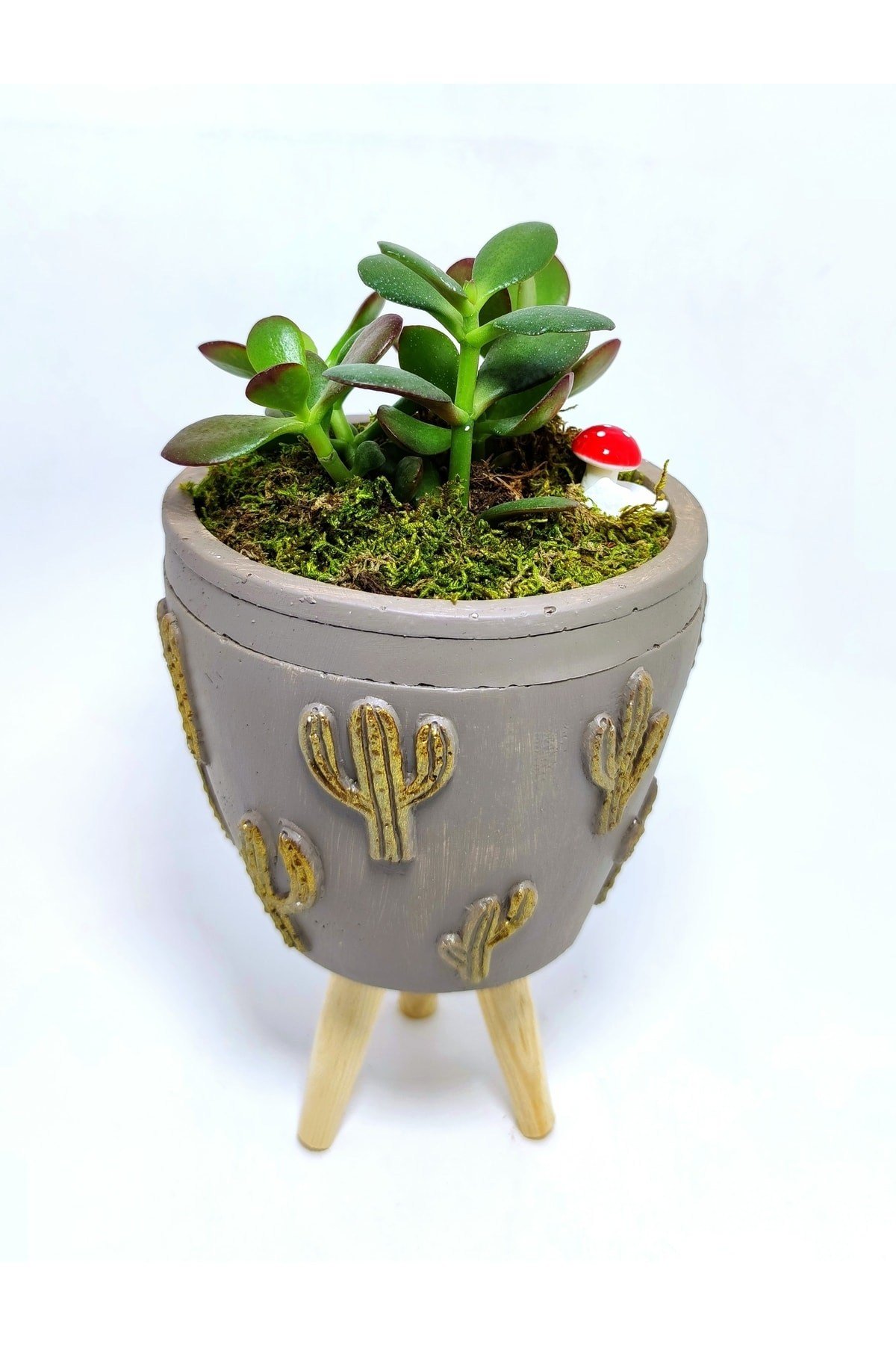 Dekoratif Desenli Saksıda Crassula