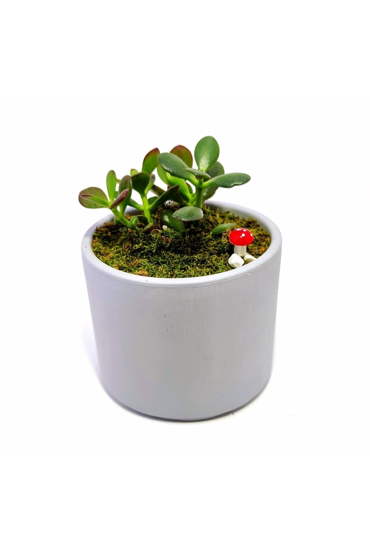Dekoratif Desenli Saksıda Crassula